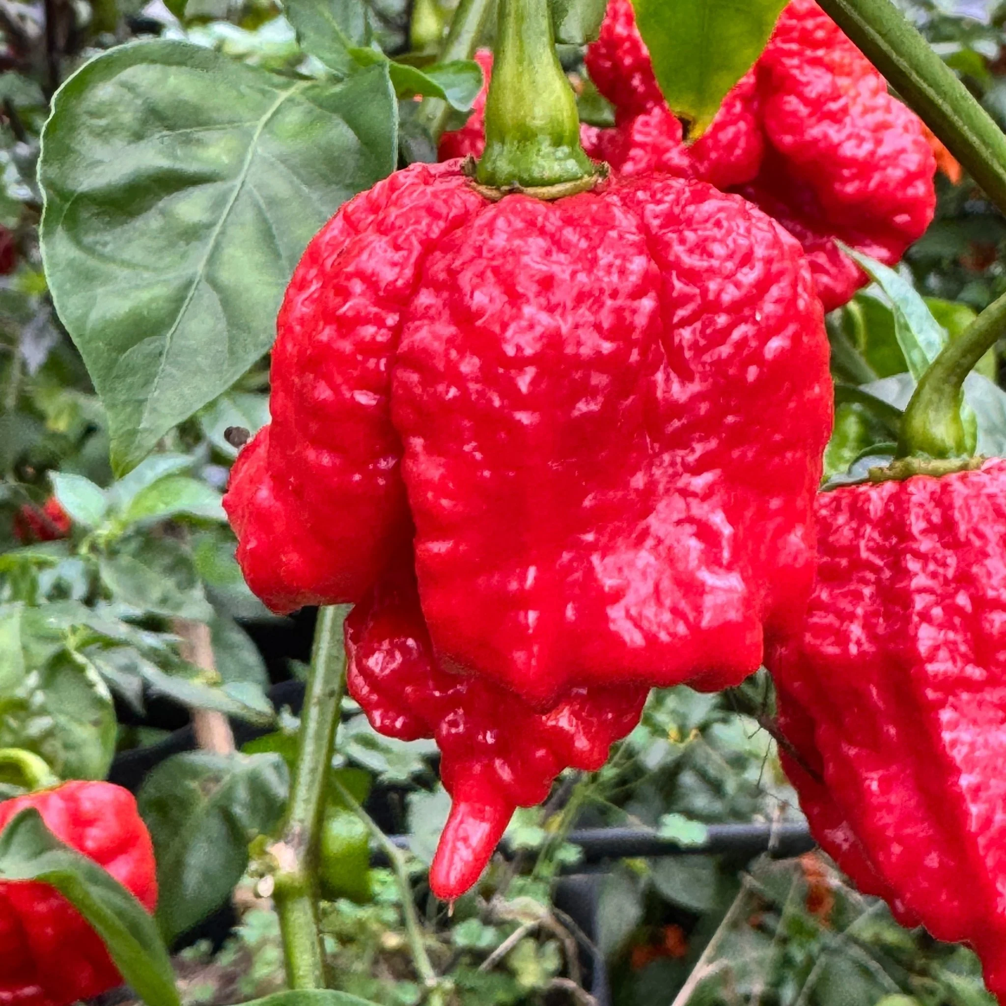 Primo Lucifer XL - Seeds - Image 2