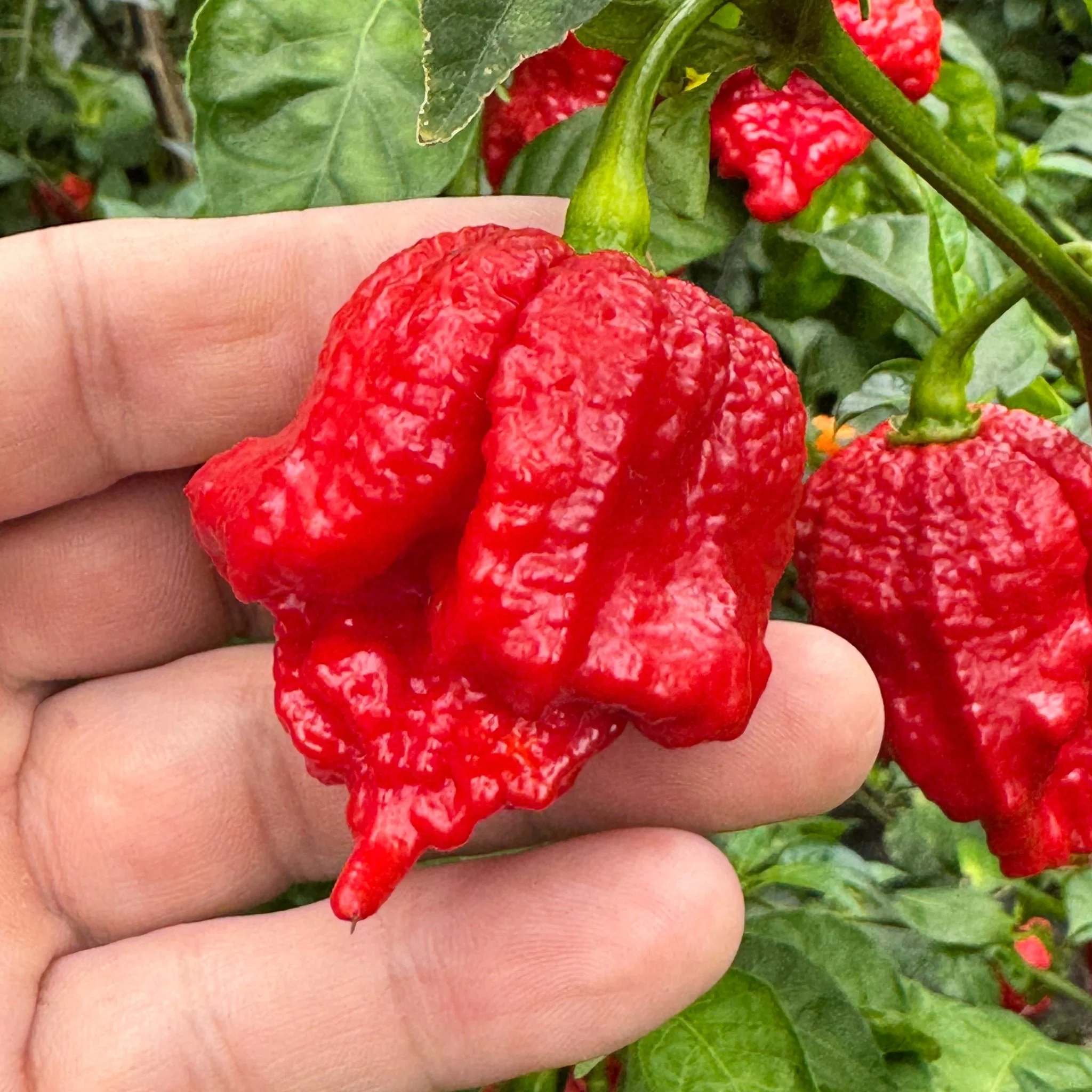 Primo Lucifer XL - Seeds - Image 3