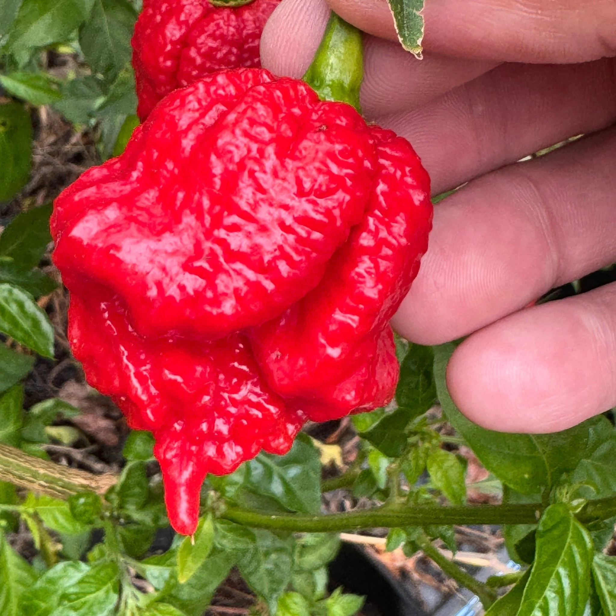 Primo Lucifer XL - Seeds - Image 6