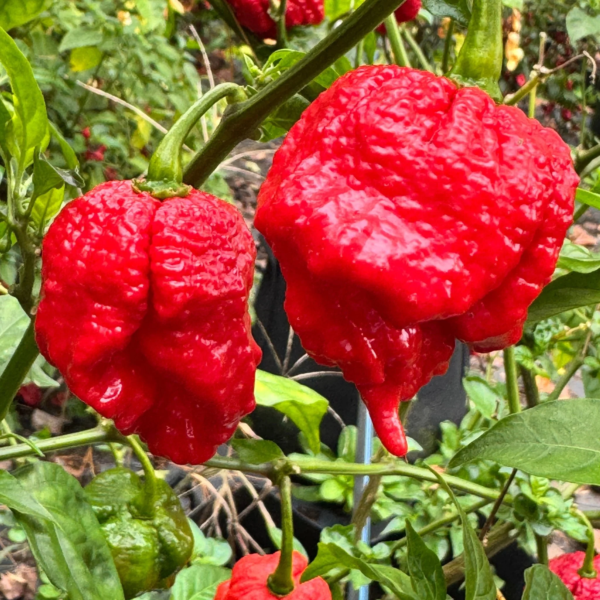 Primo Lucifer XL - Seeds - Image 7