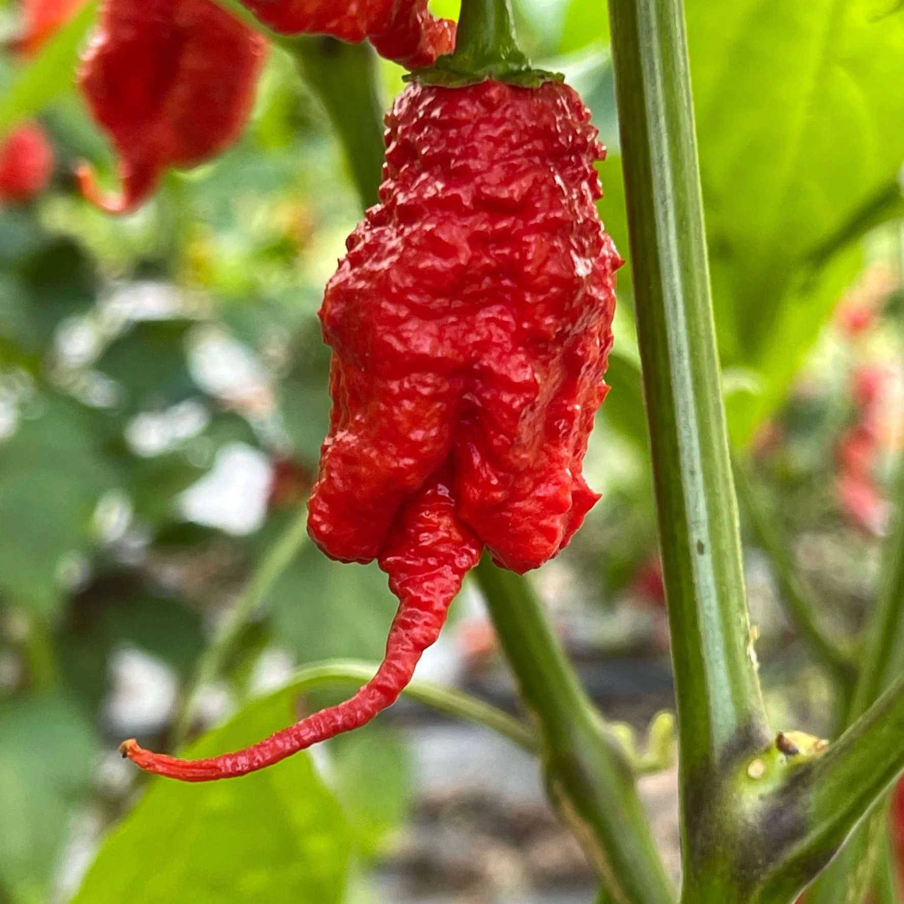 Primotalii - Seeds - Image 2