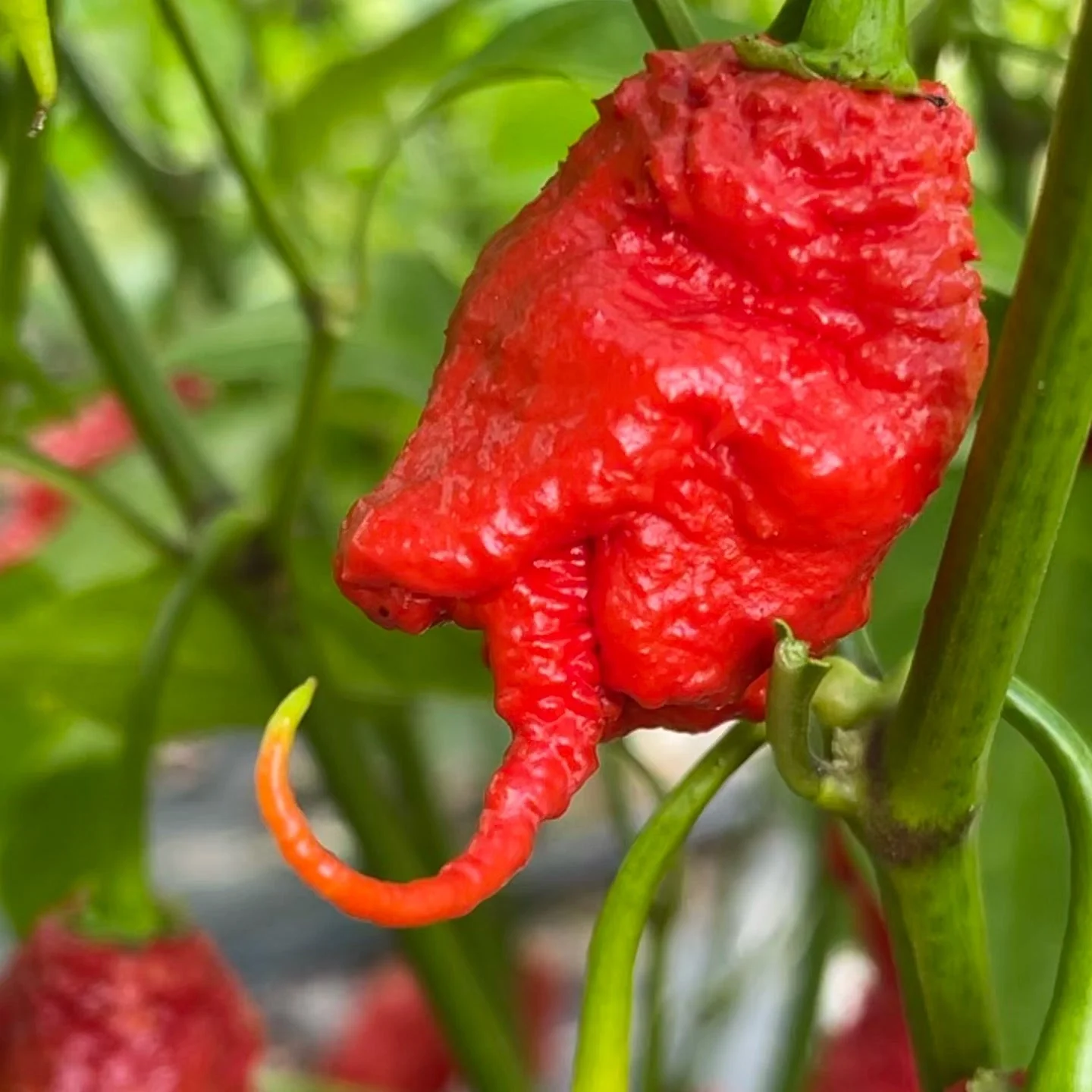 Primotalii - Seeds - Image 3