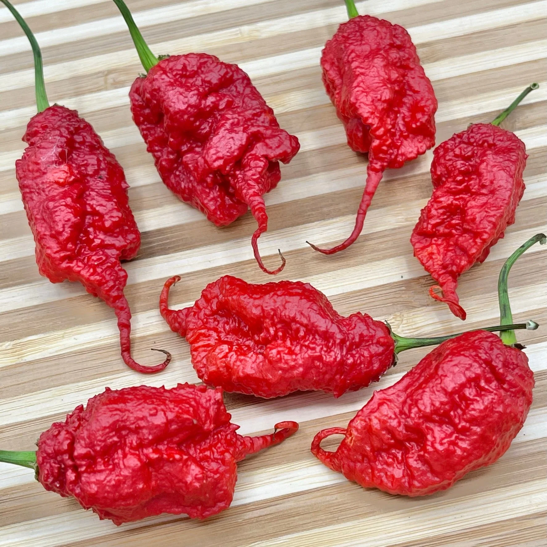 Primotalii - Seeds - Image 7