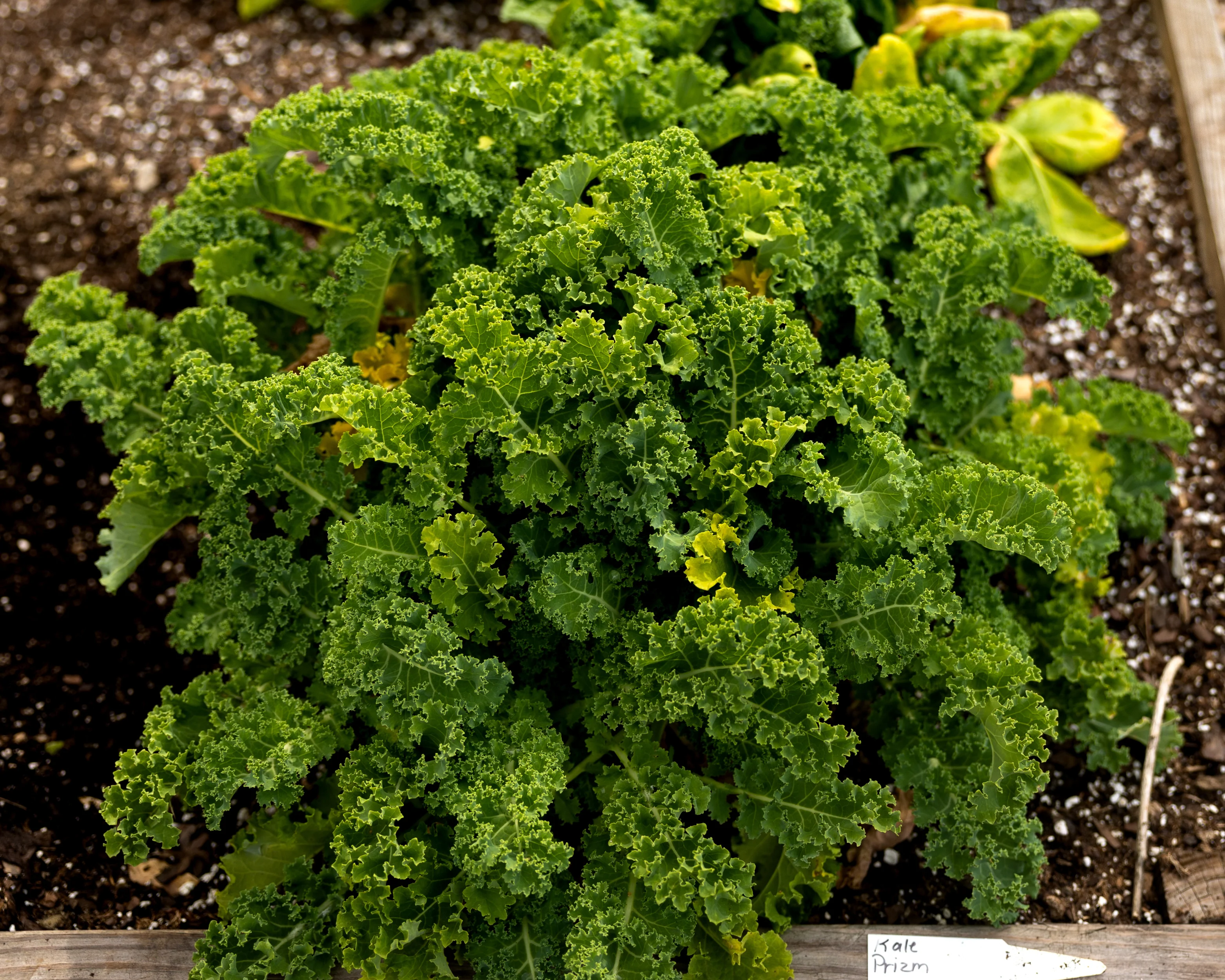 Prizm Hybrid Kale Seeds - Image 2