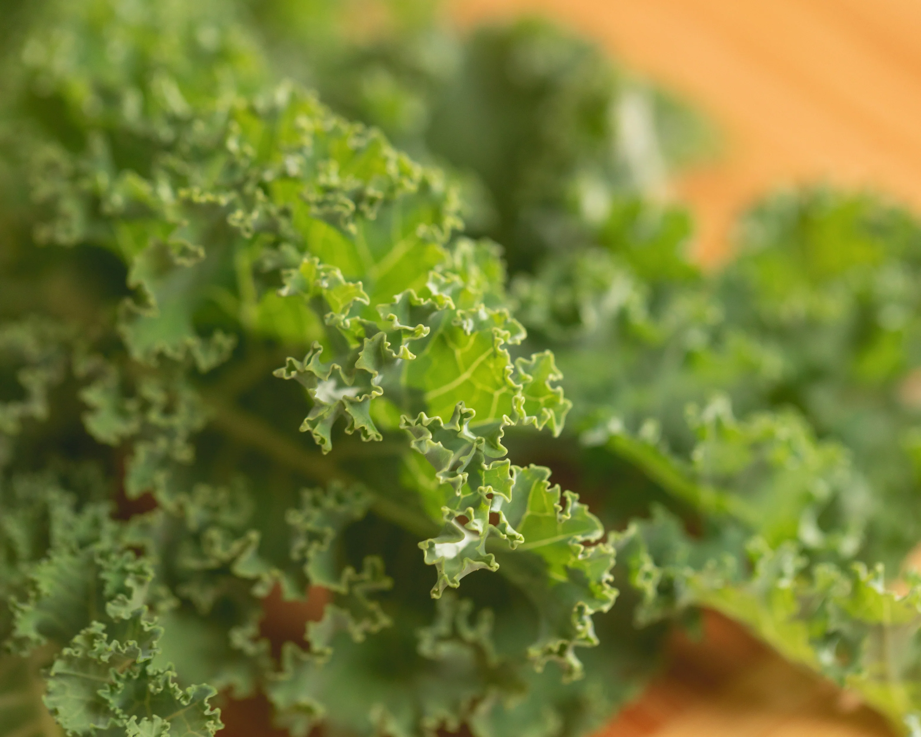 Prizm Hybrid Kale Seeds - Image 3