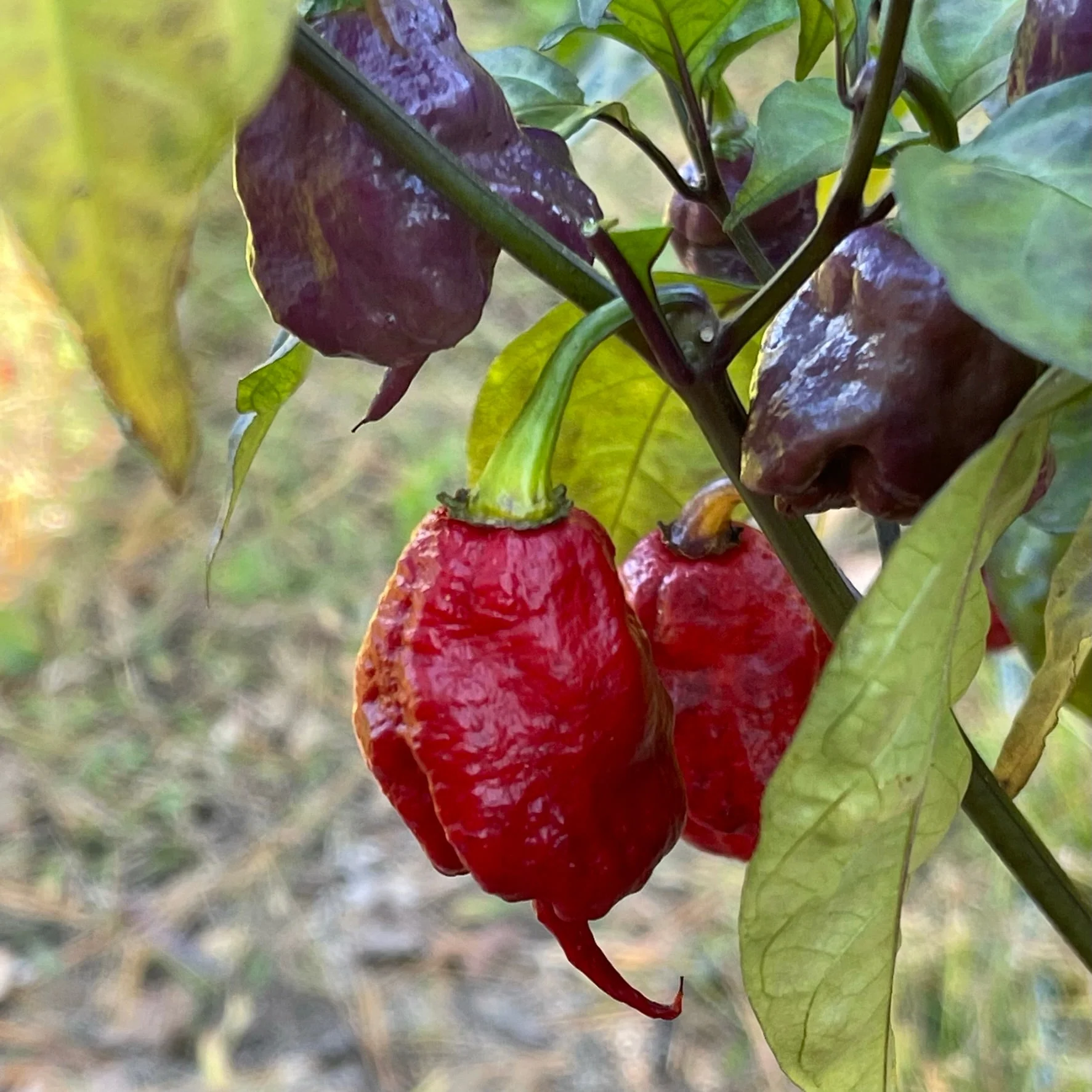 Purple Death - Seeds - Image 2