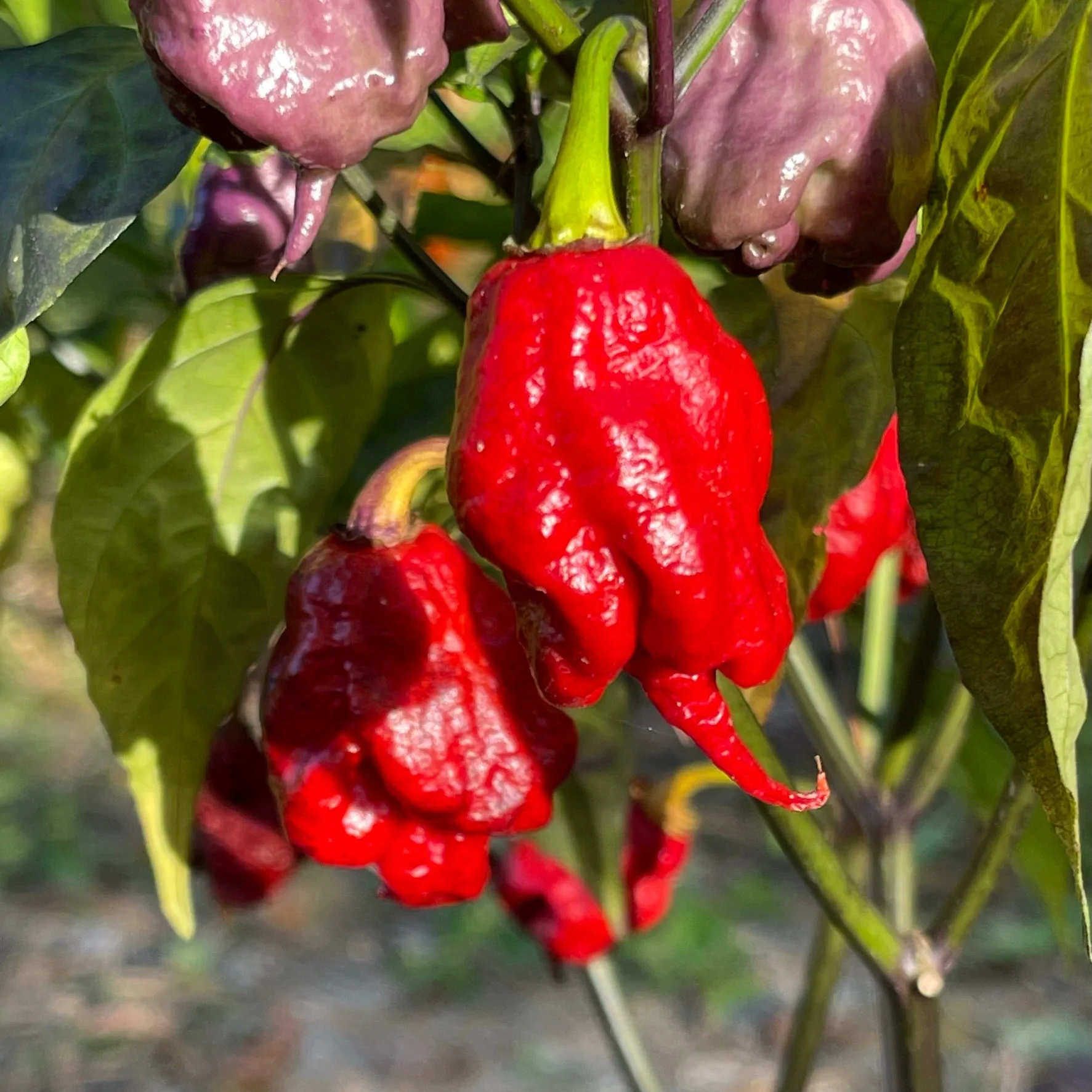 Purple Death - Seeds - Image 3