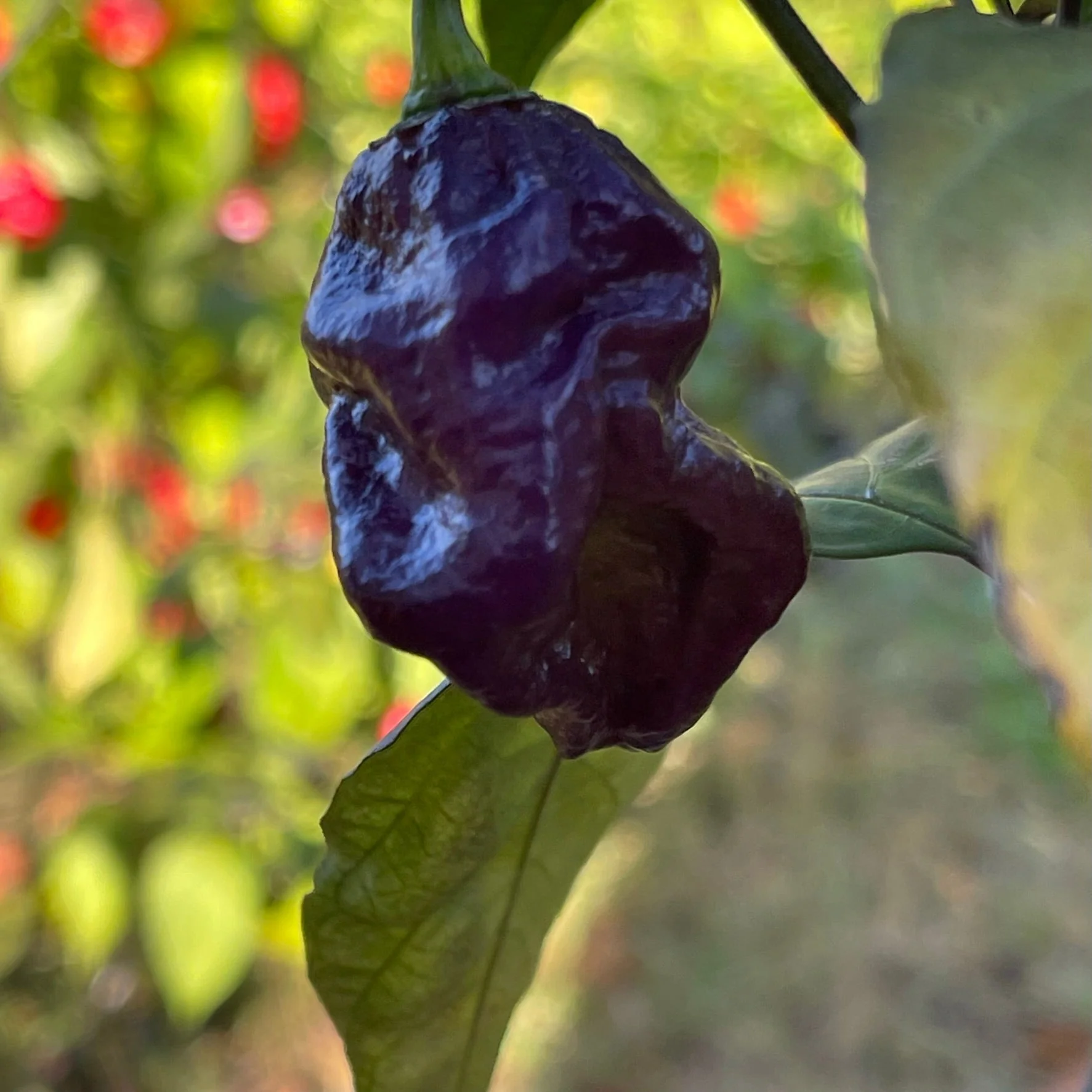 Purple Death - Seeds - Image 4