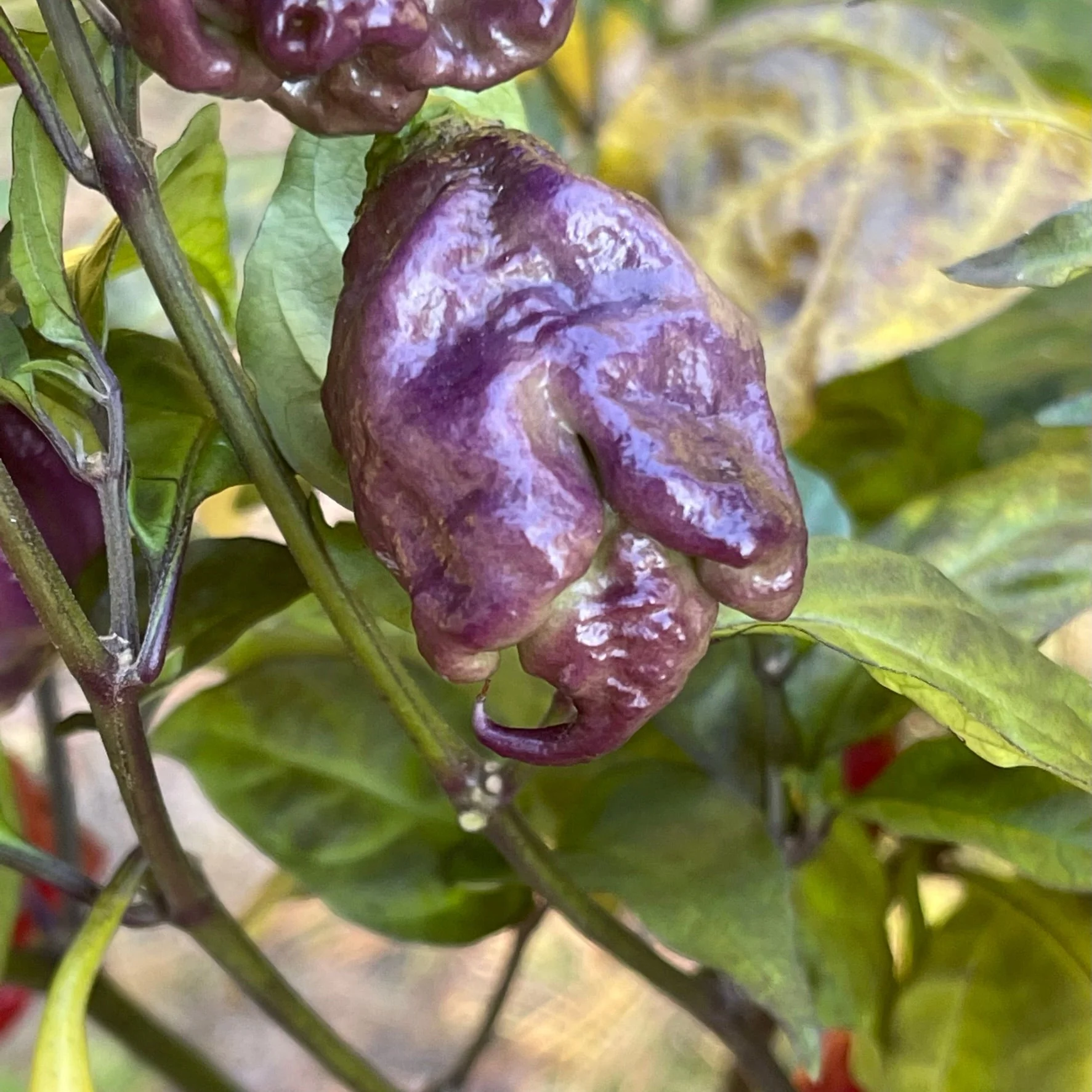 Purple Death - Seeds - Image 6