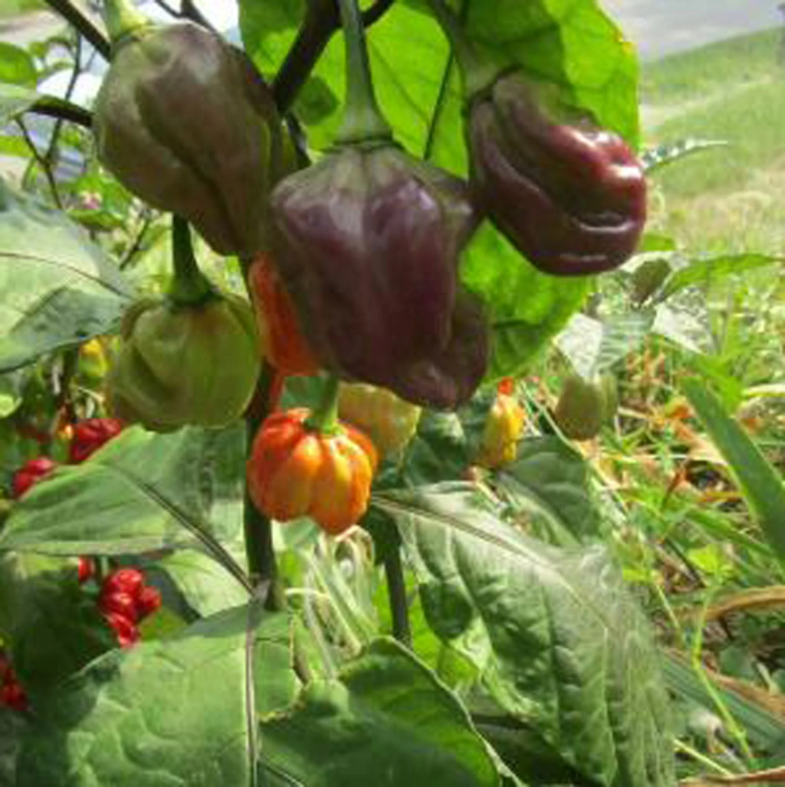 Purple Ghost Scorpion Pepper Seeds - Image 4