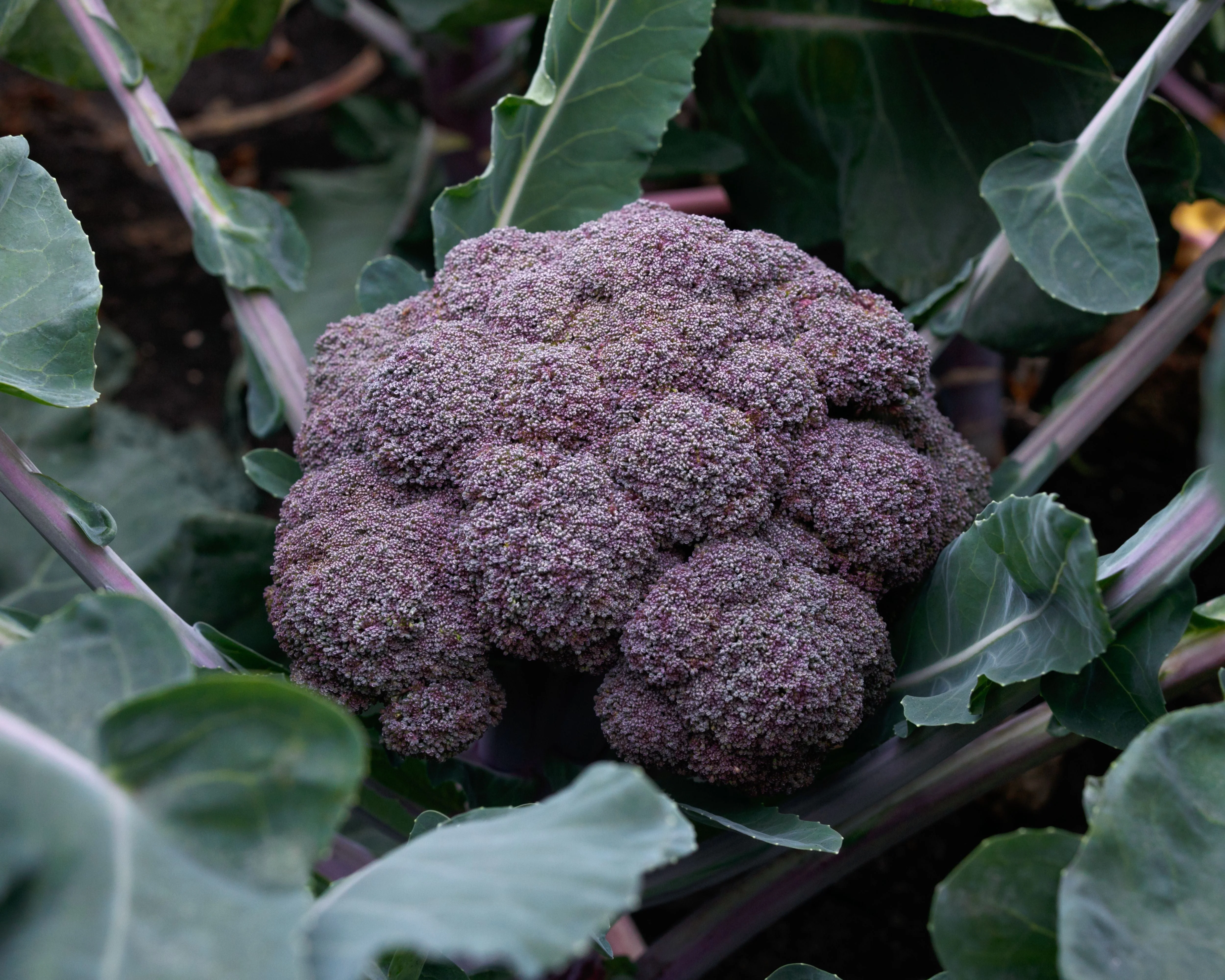 Purple Magic Hybrid Broccoli Seeds - Image 2