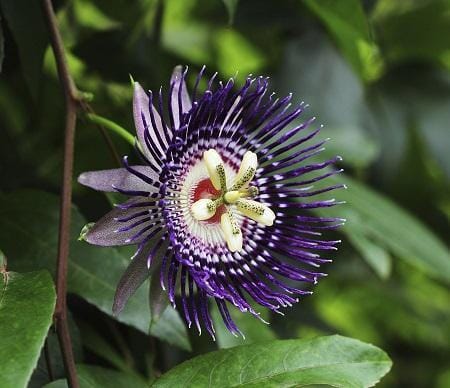 Purple Passion Fruit Vine Maracuya Morado - Image 3