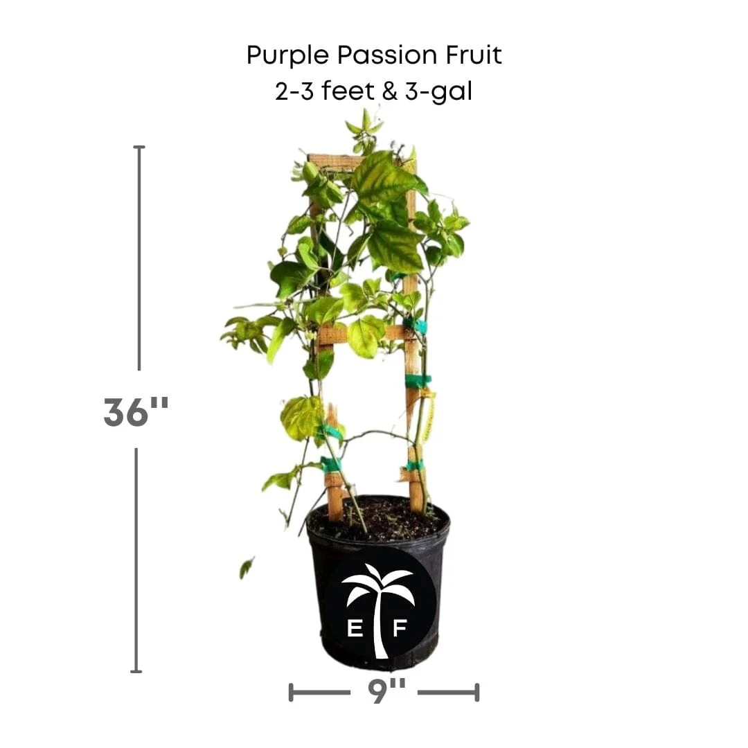 Purple Passion Fruit Vine Maracuya Morado - Image 4