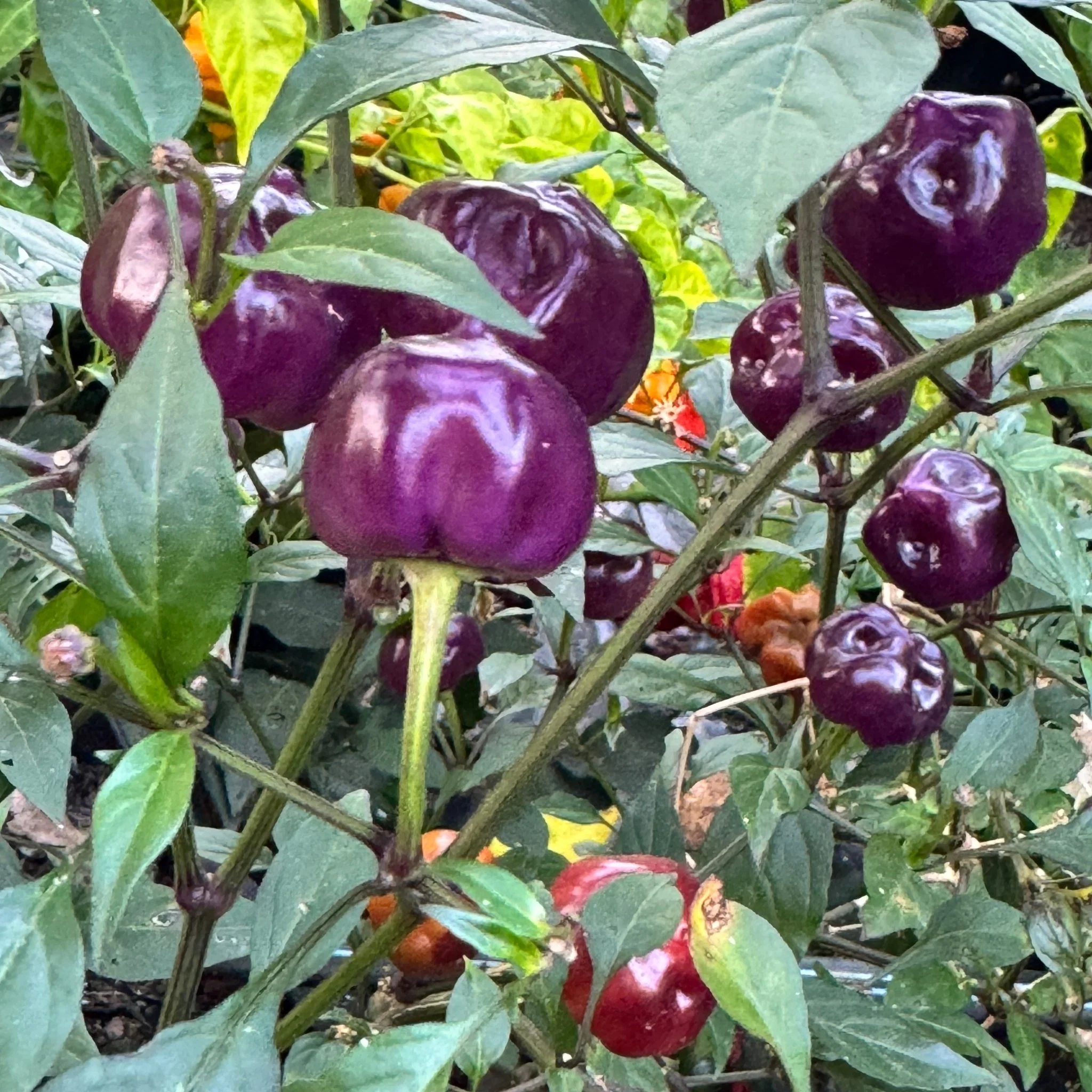 Purple Pumpkin  - Seeds - Image 3
