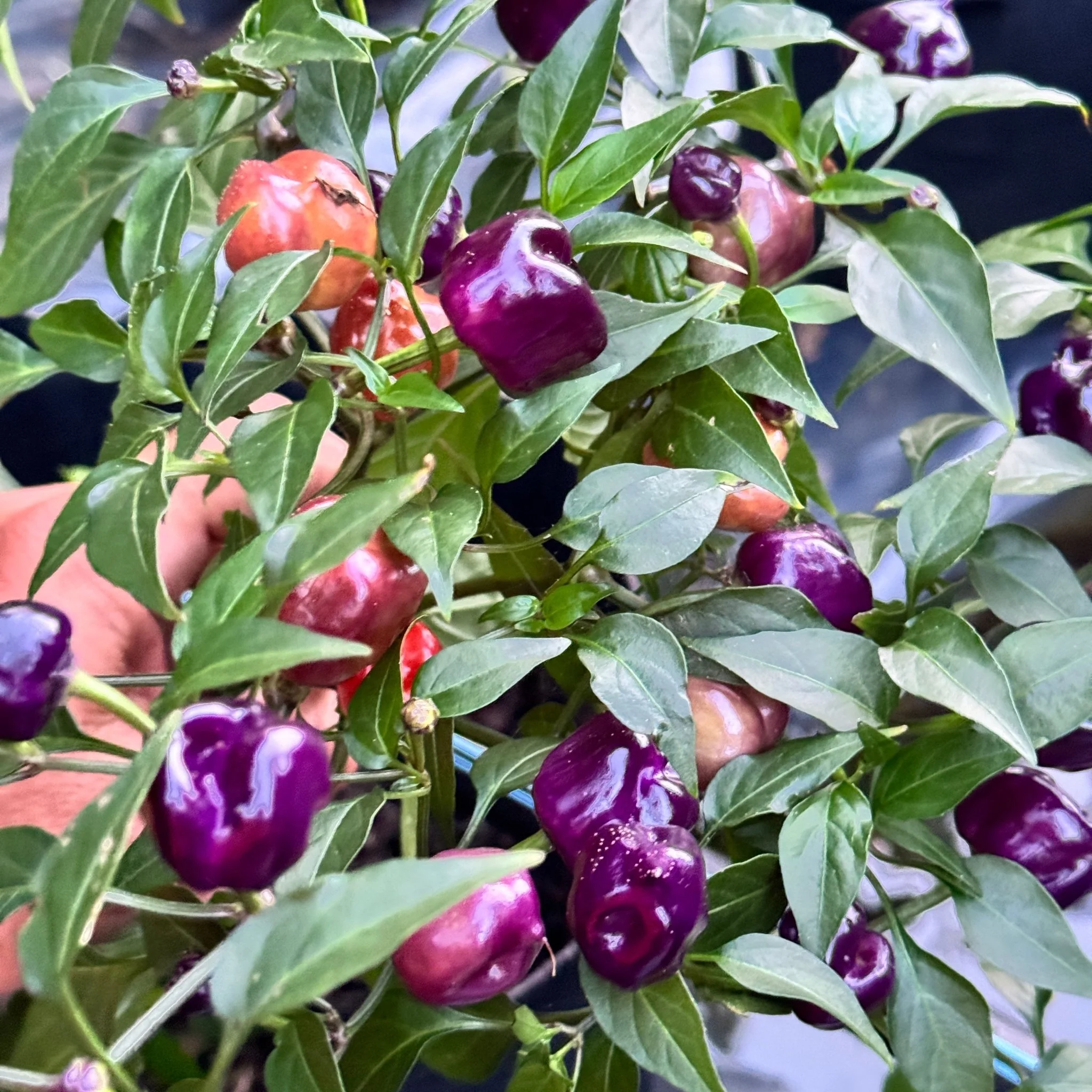 Purple Pumpkin  - Seeds - Image 6