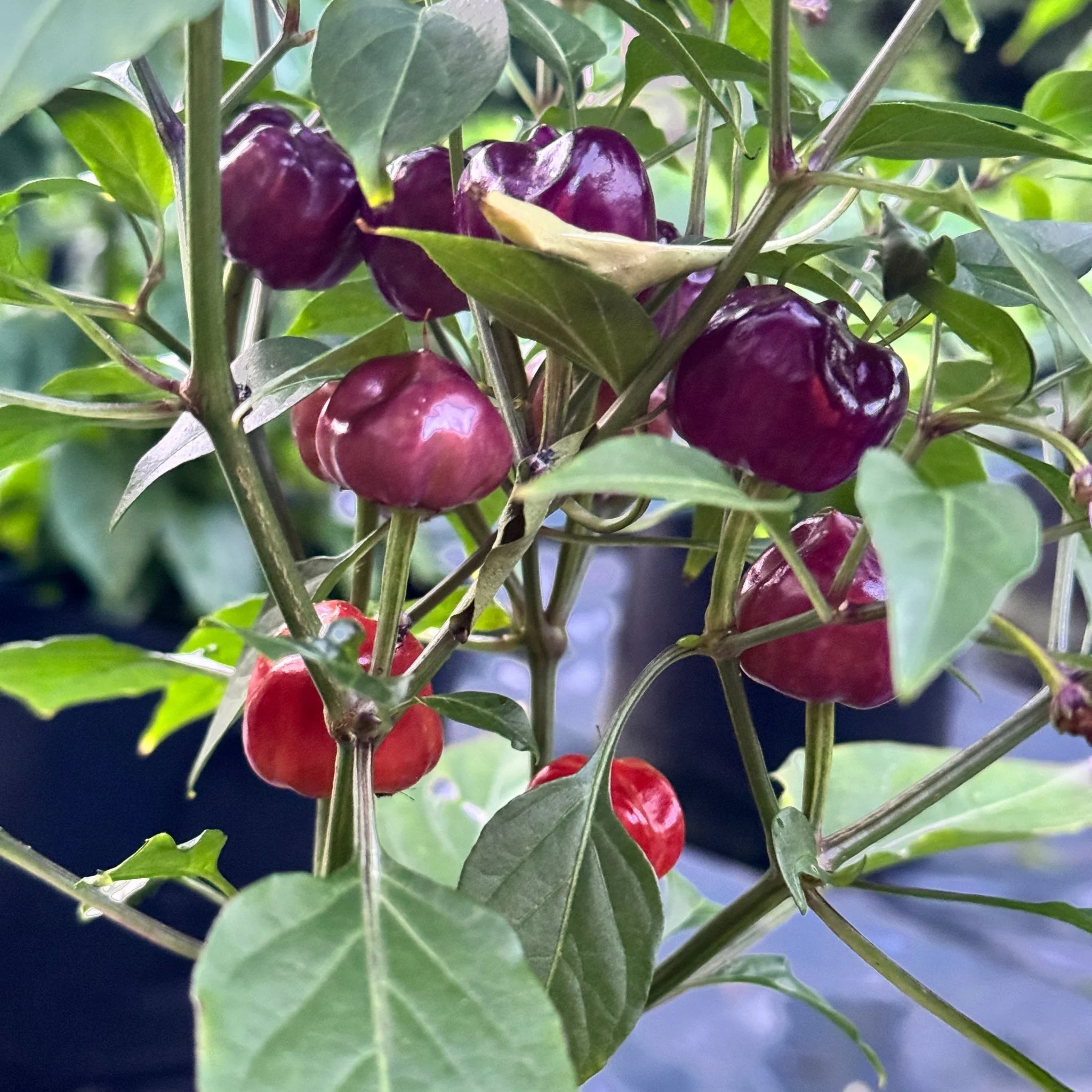 Purple Pumpkin  - Seeds - Image 7