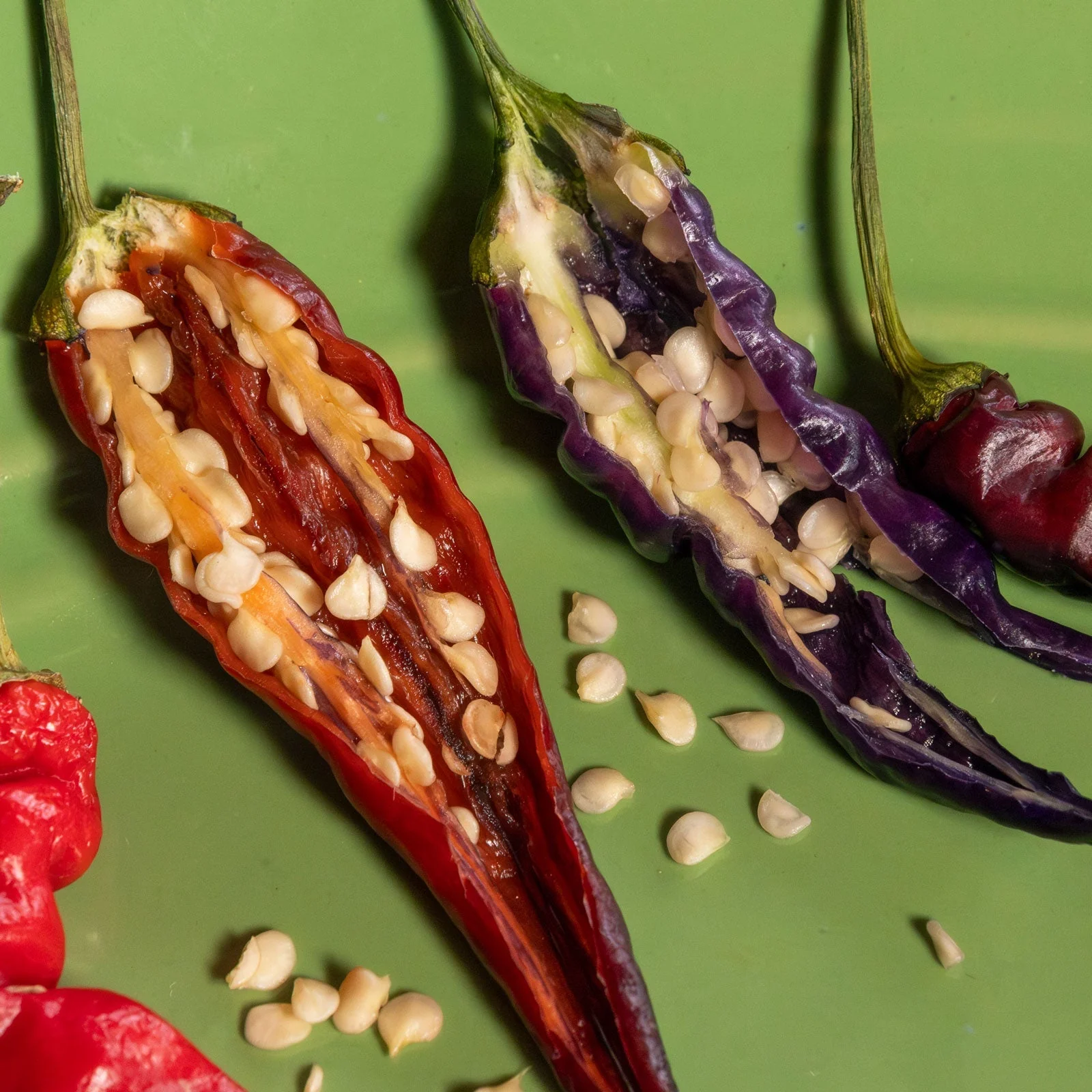 Purple Thai Pepper Seeds - Image 3