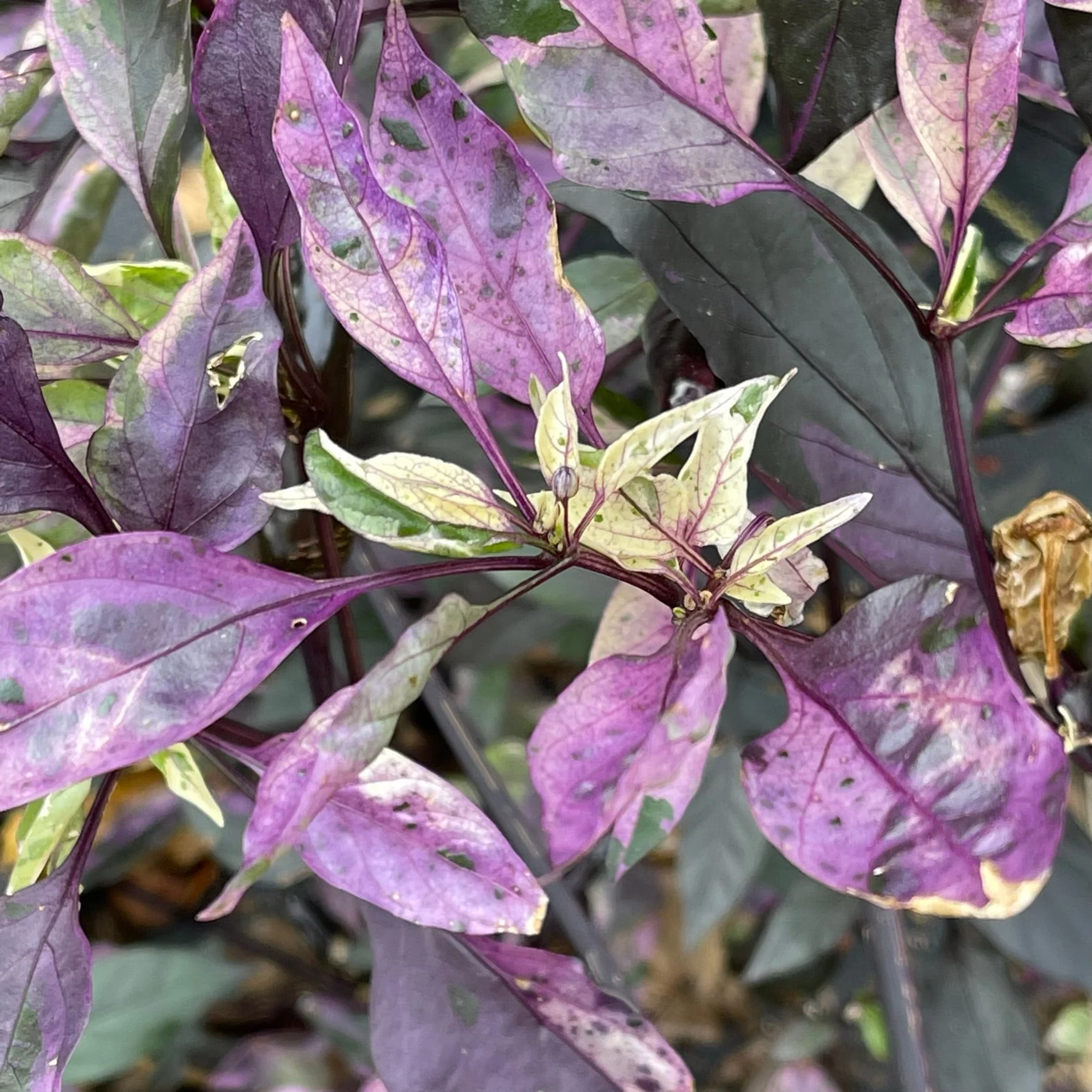 Purple Tiger x Jalapeno - Seeds - Image 2