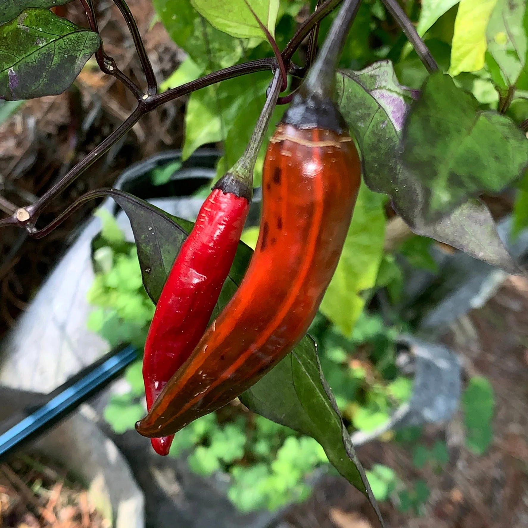 Purple Tiger x Jalapeno - Seeds - Image 3
