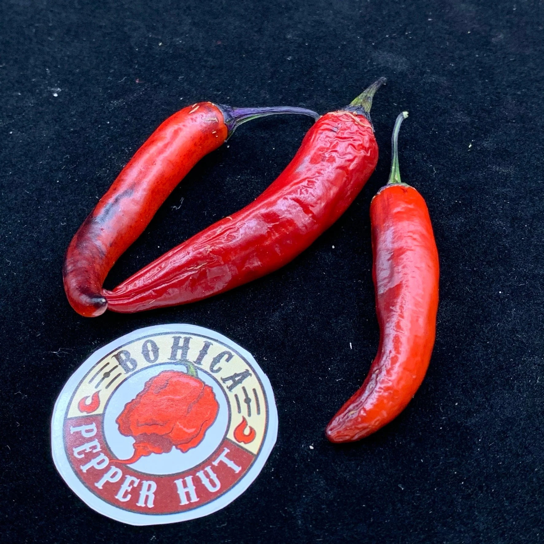 Purple Tiger x Jalapeno - Seeds - Image 4