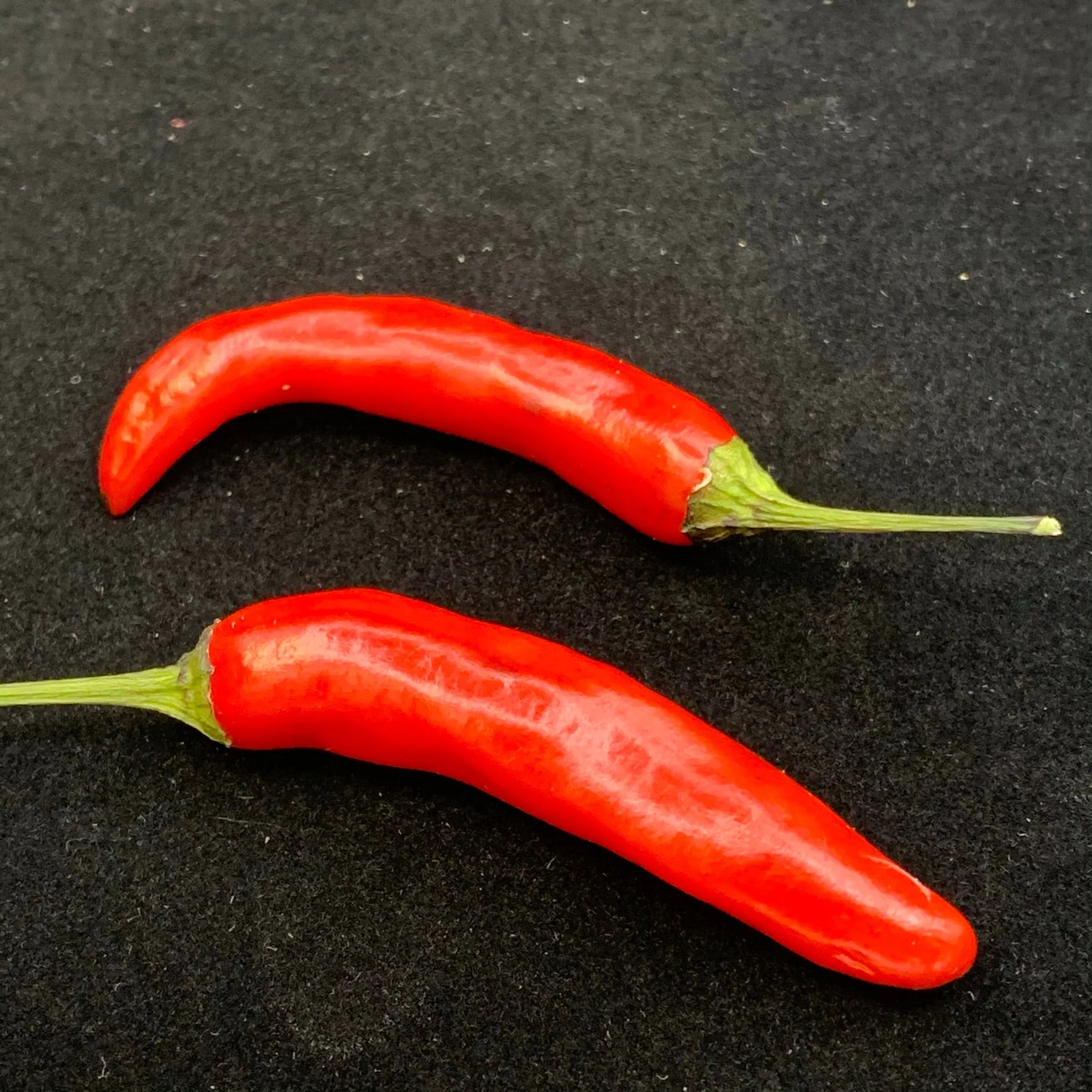 Purple Tiger x Jalapeno - Seeds - Image 5