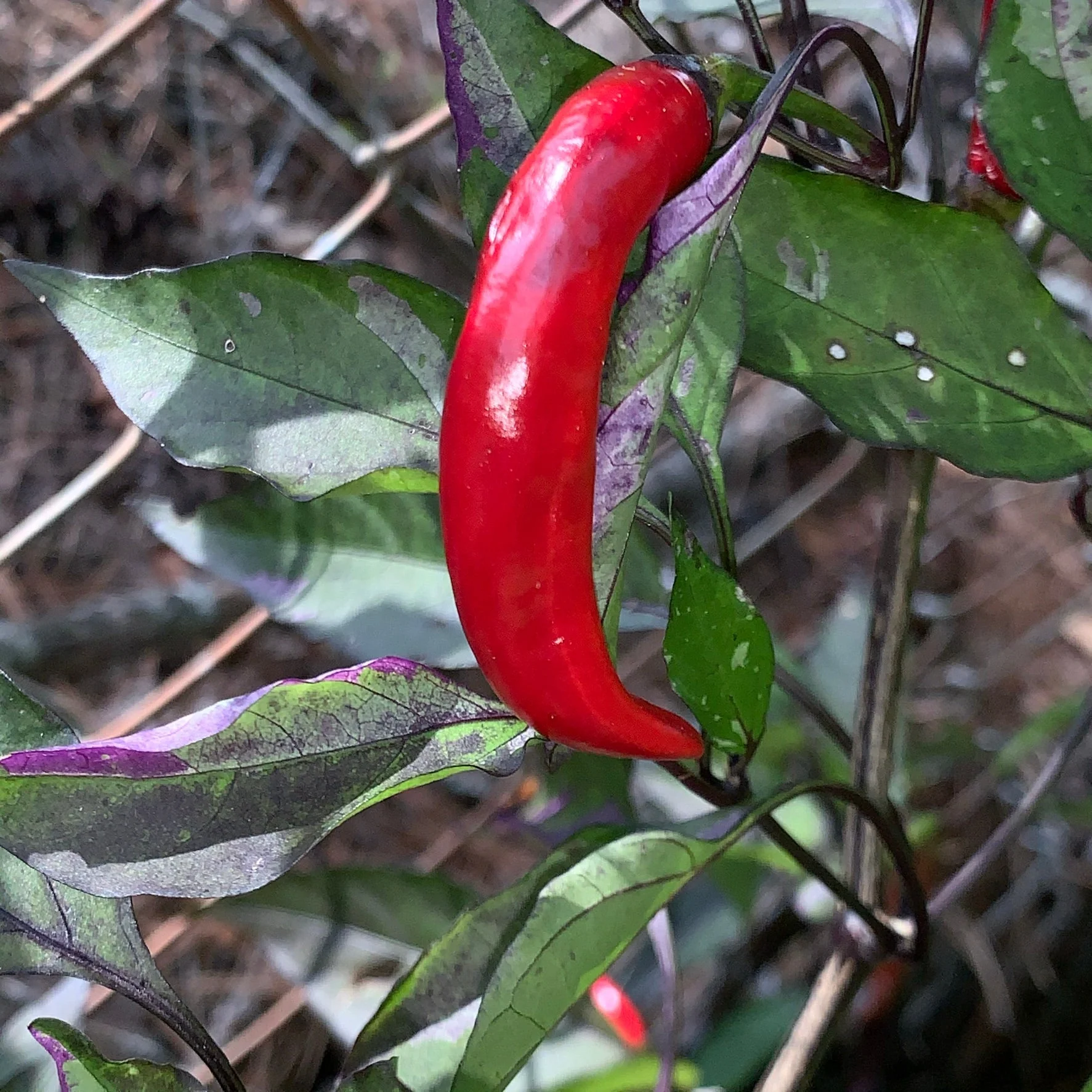 Purple Tiger x Jalapeno - Seeds - Image 6