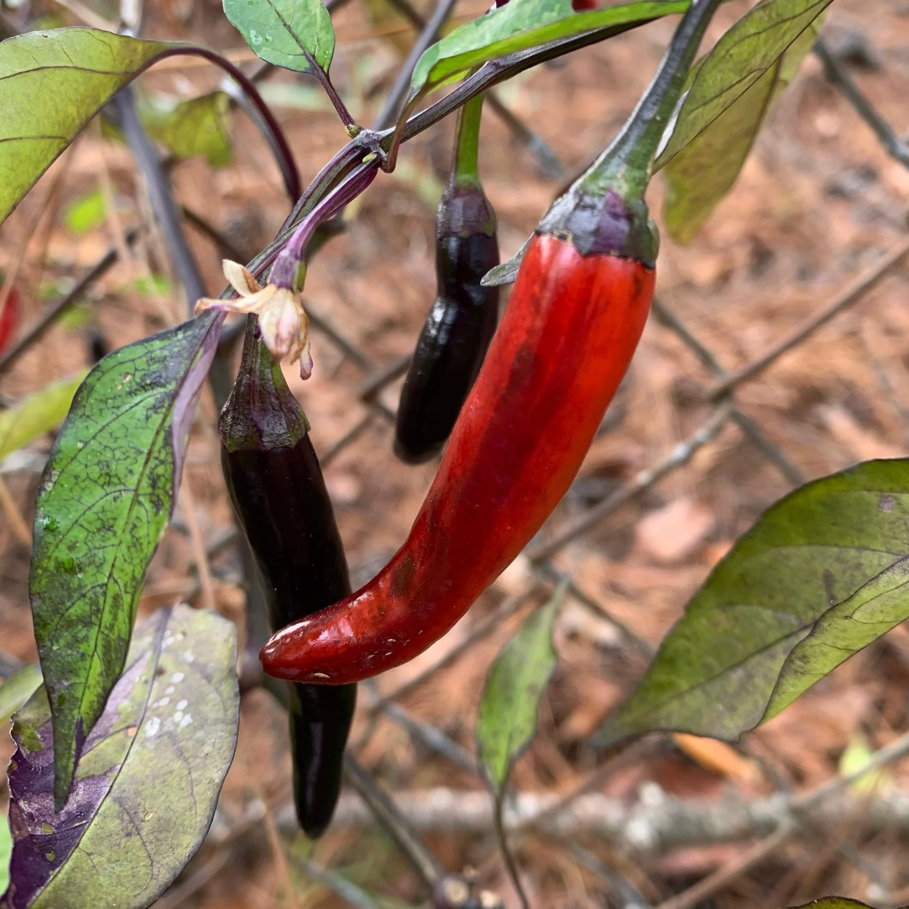 Purple Tiger x Jalapeno - Seeds - Image 7