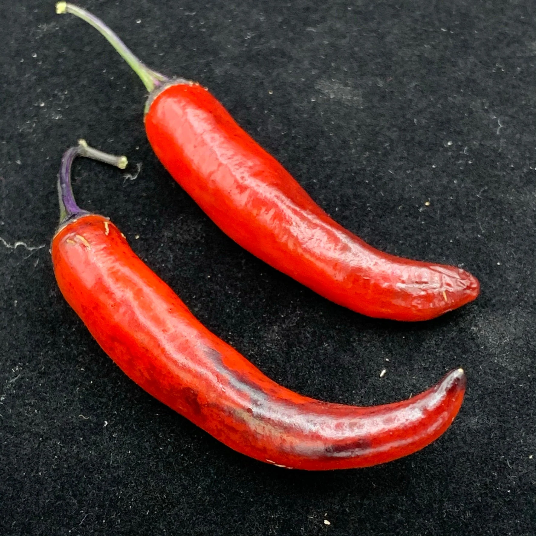 Purple Tiger x Jalapeno - Seeds - Image 8