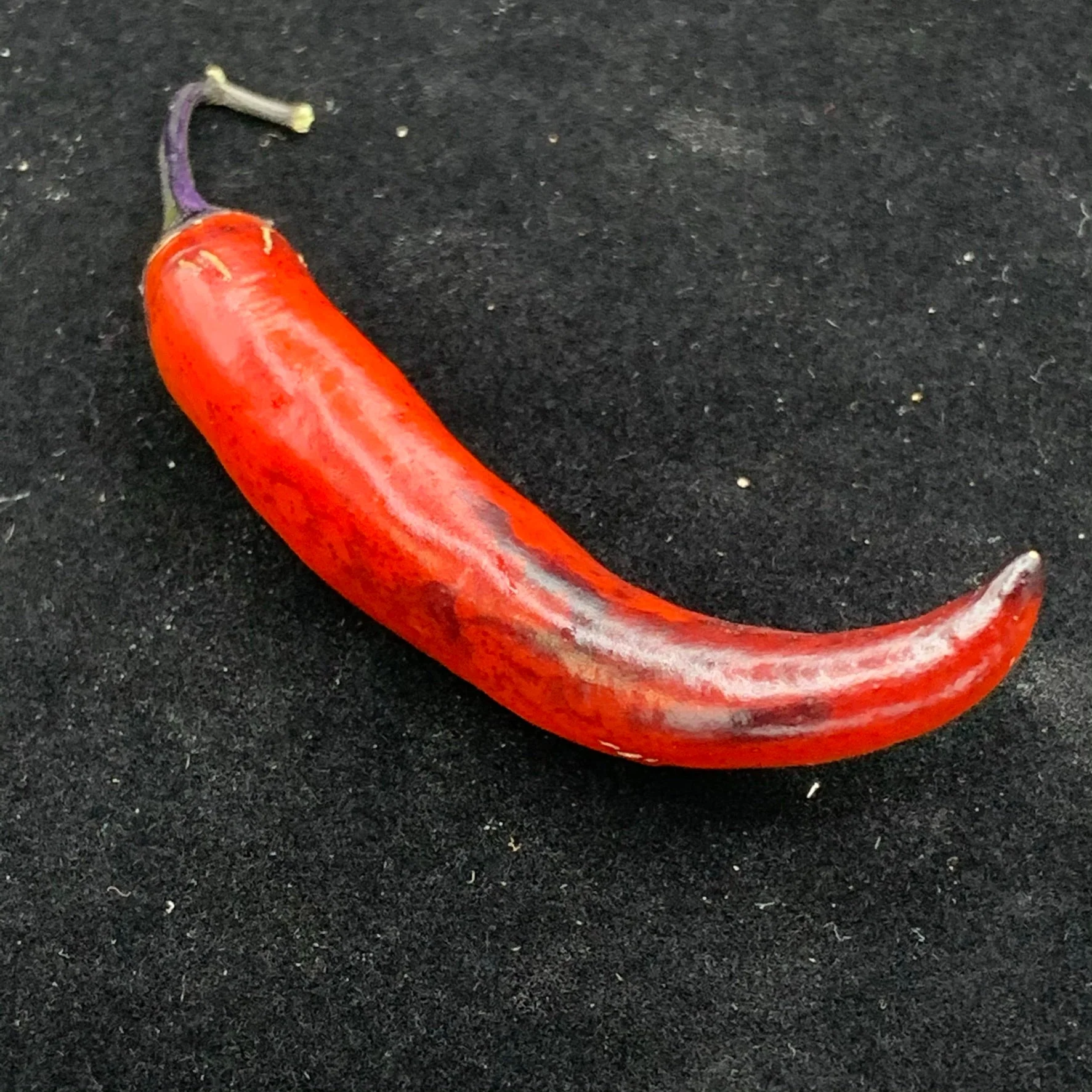 Purple Tiger x Jalapeno - Seeds - Image 9