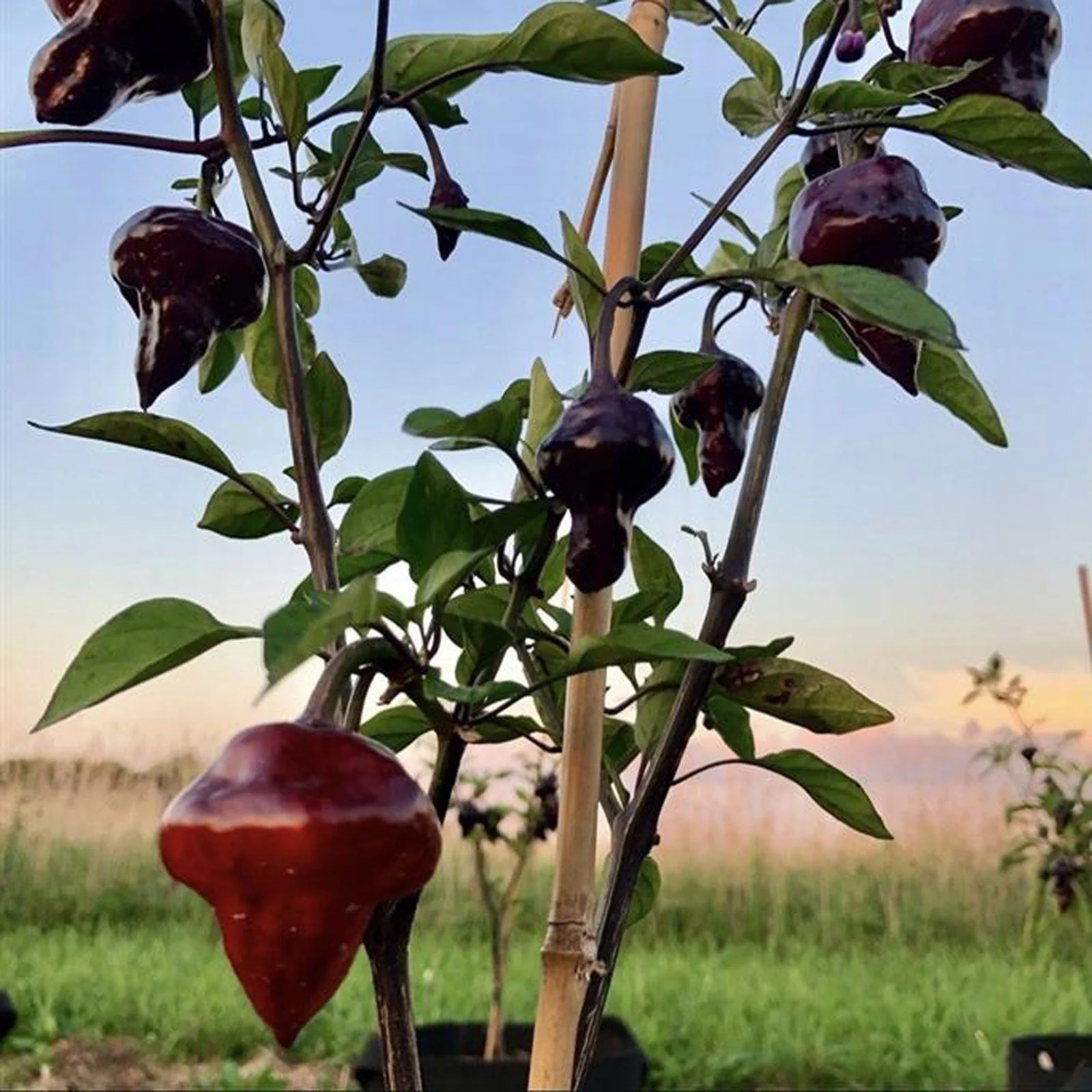 Purple UFO Pepper Seeds - Image 2