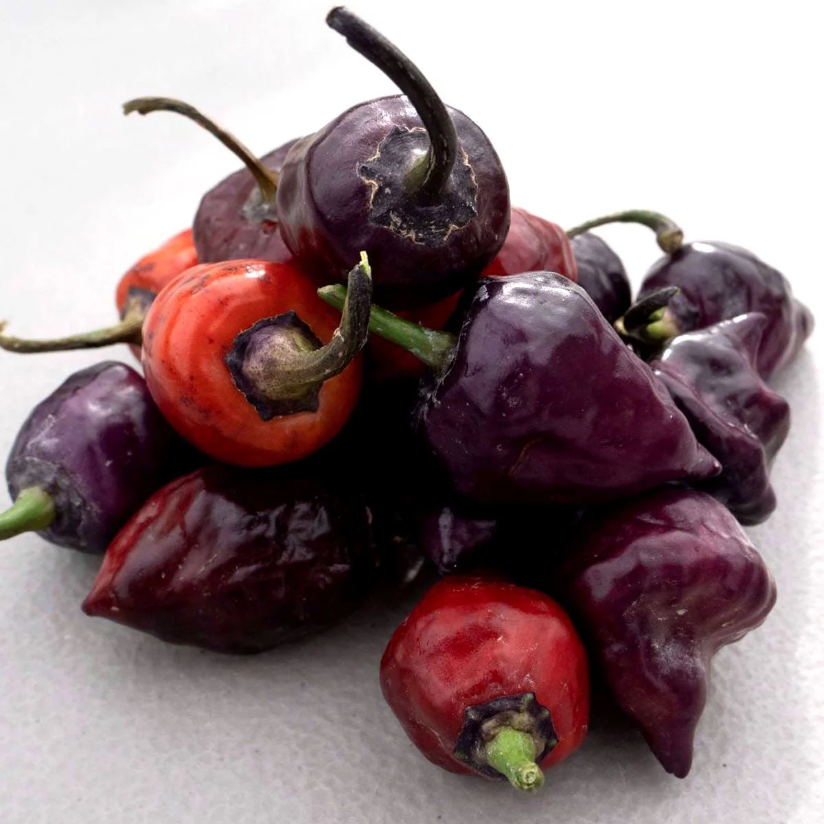 Purple UFO Pepper Seeds - Image 3