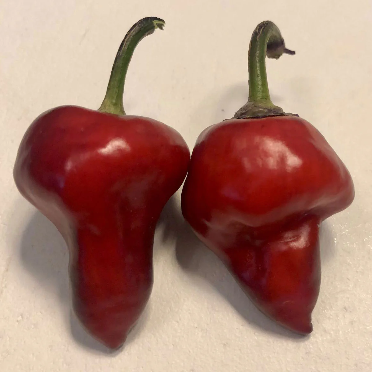 Purple UFO Pepper Seeds - Image 4