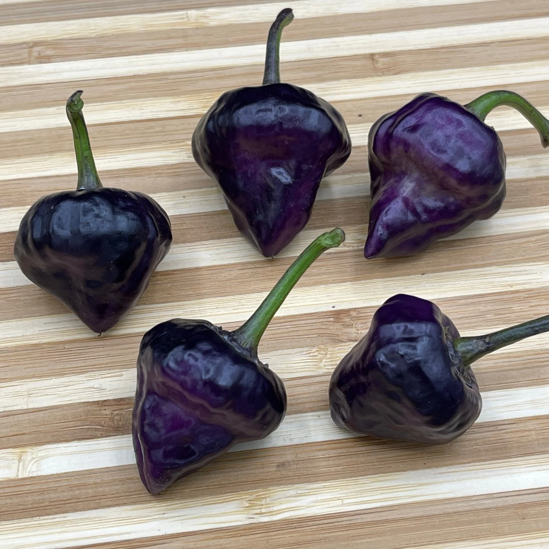Purple UFO - Seeds - Image 2