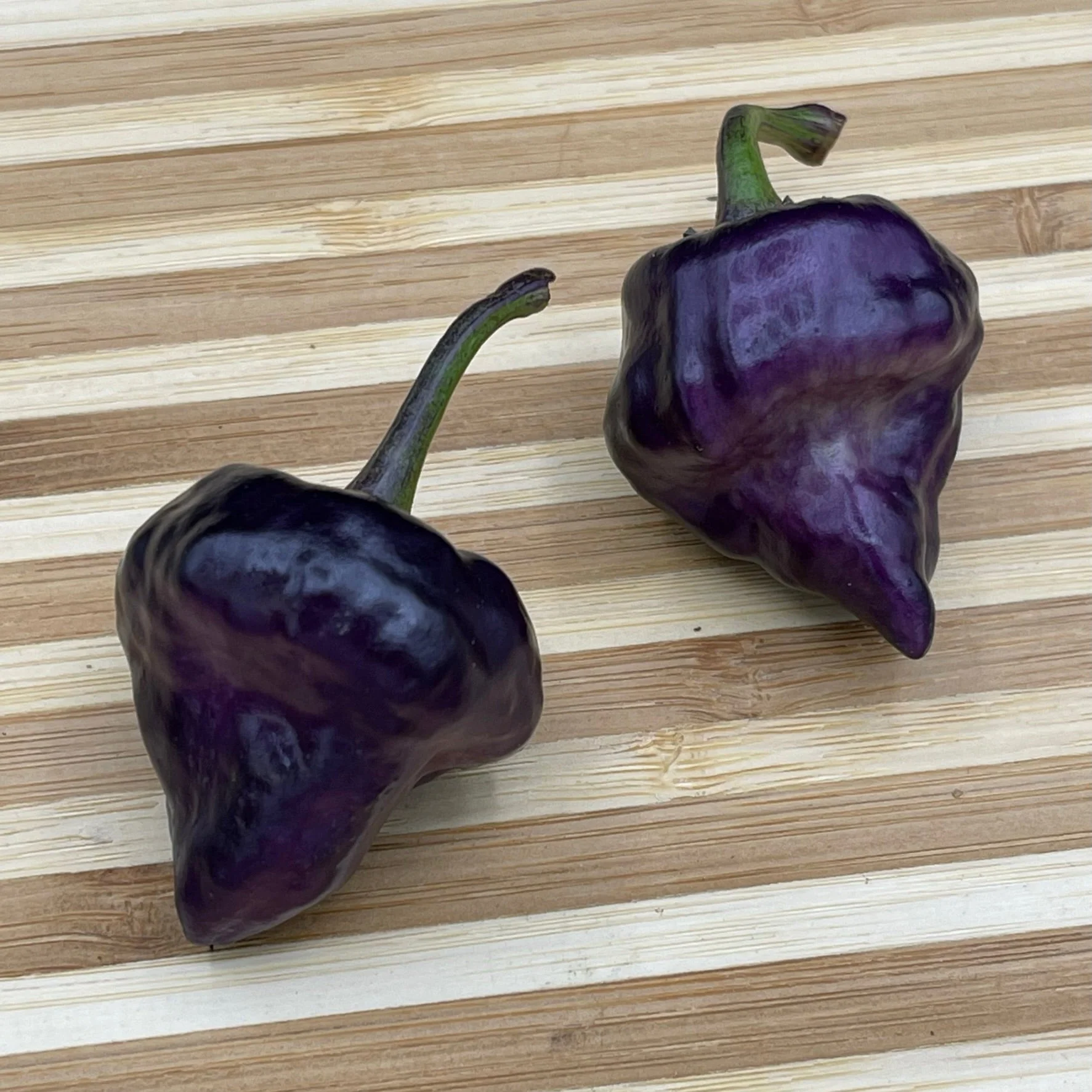 Purple UFO - Seeds - Image 3