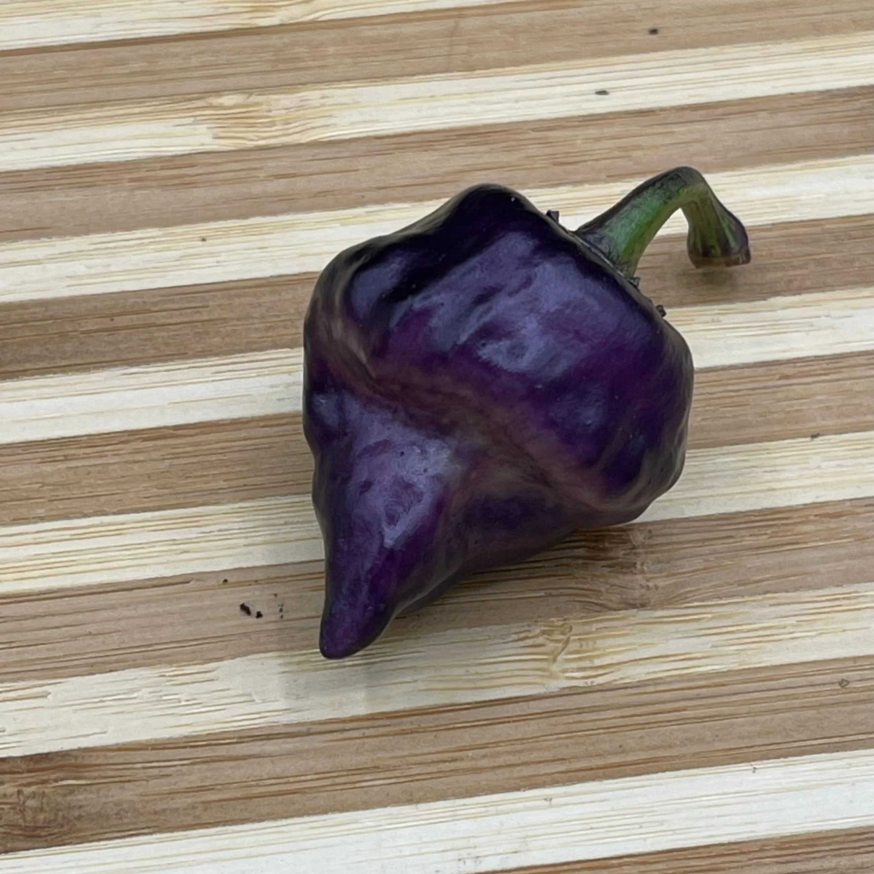 Purple UFO - Seeds - Image 4