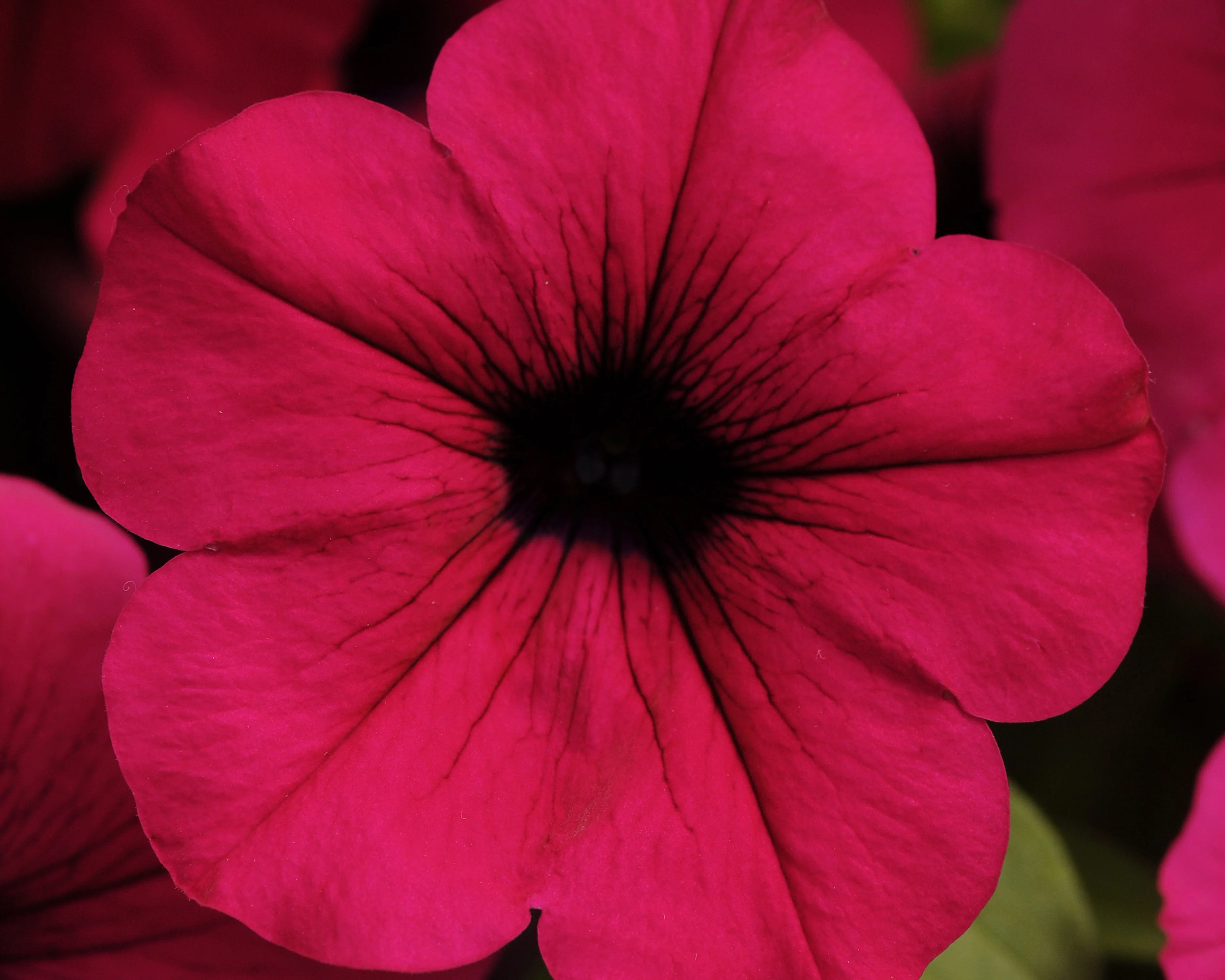 Purple Wave® Spreading Petunia Seeds - Image 2