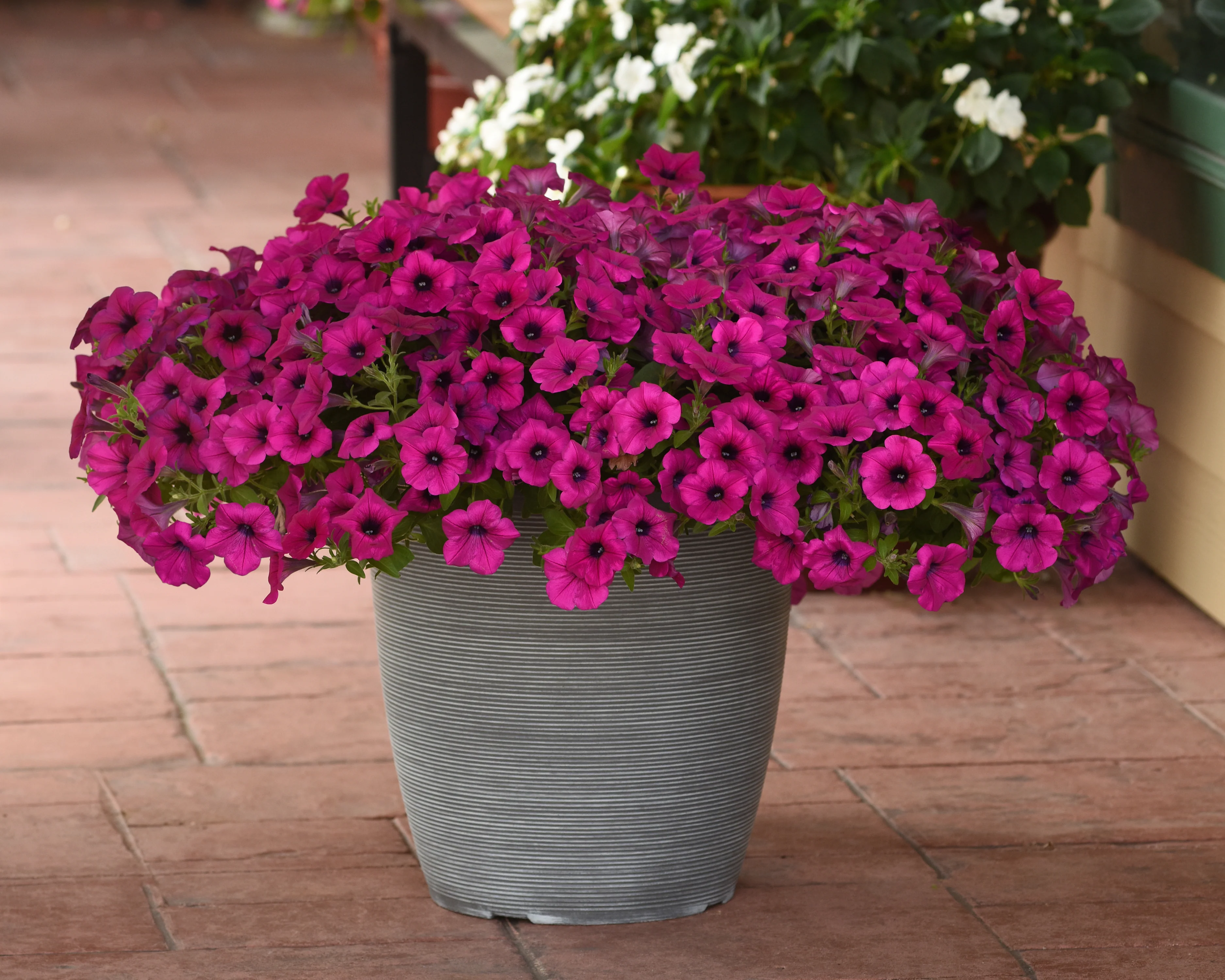Purple Wave® Spreading Petunia Seeds - Image 3
