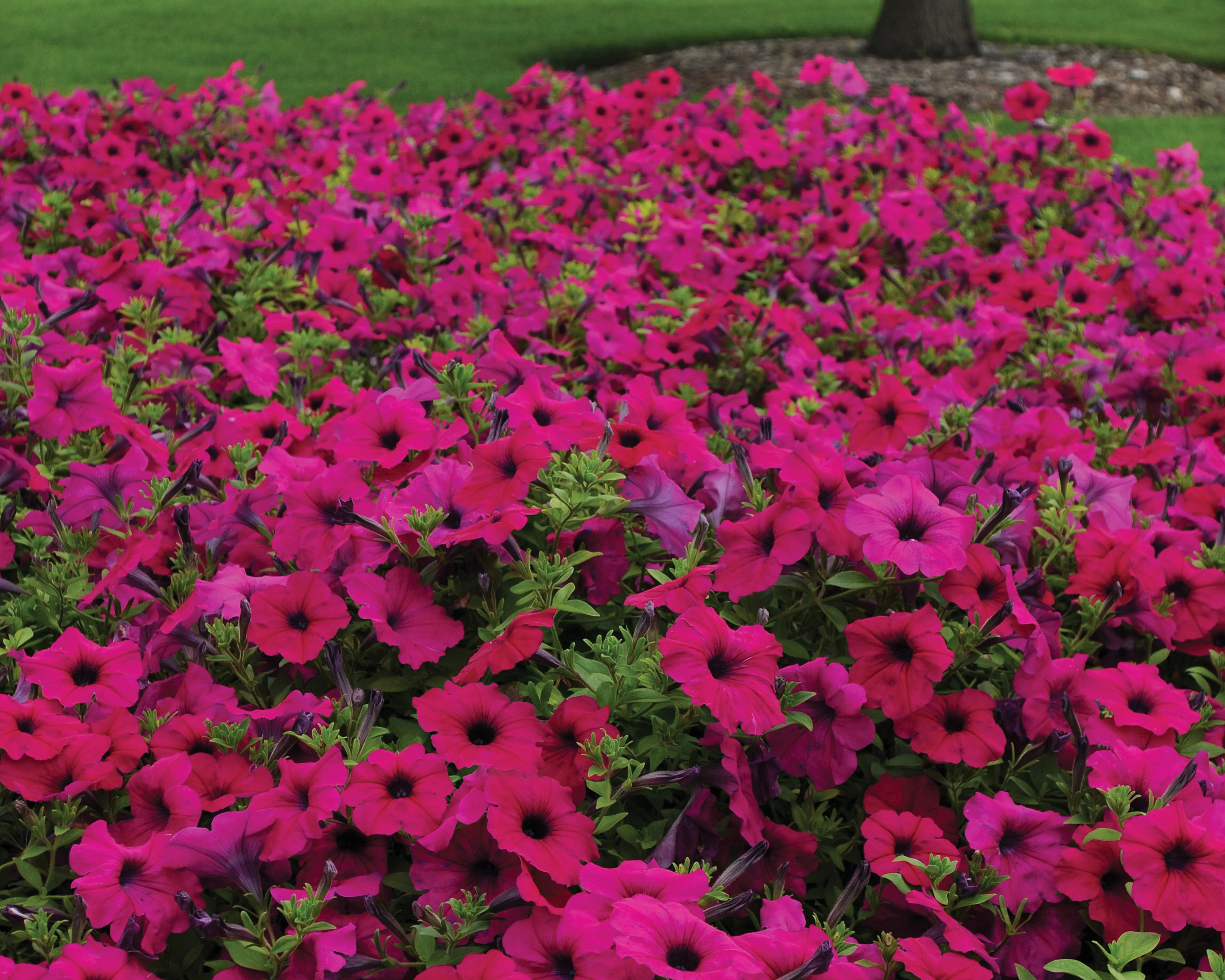 Purple Wave® Spreading Petunia Seeds - Image 4