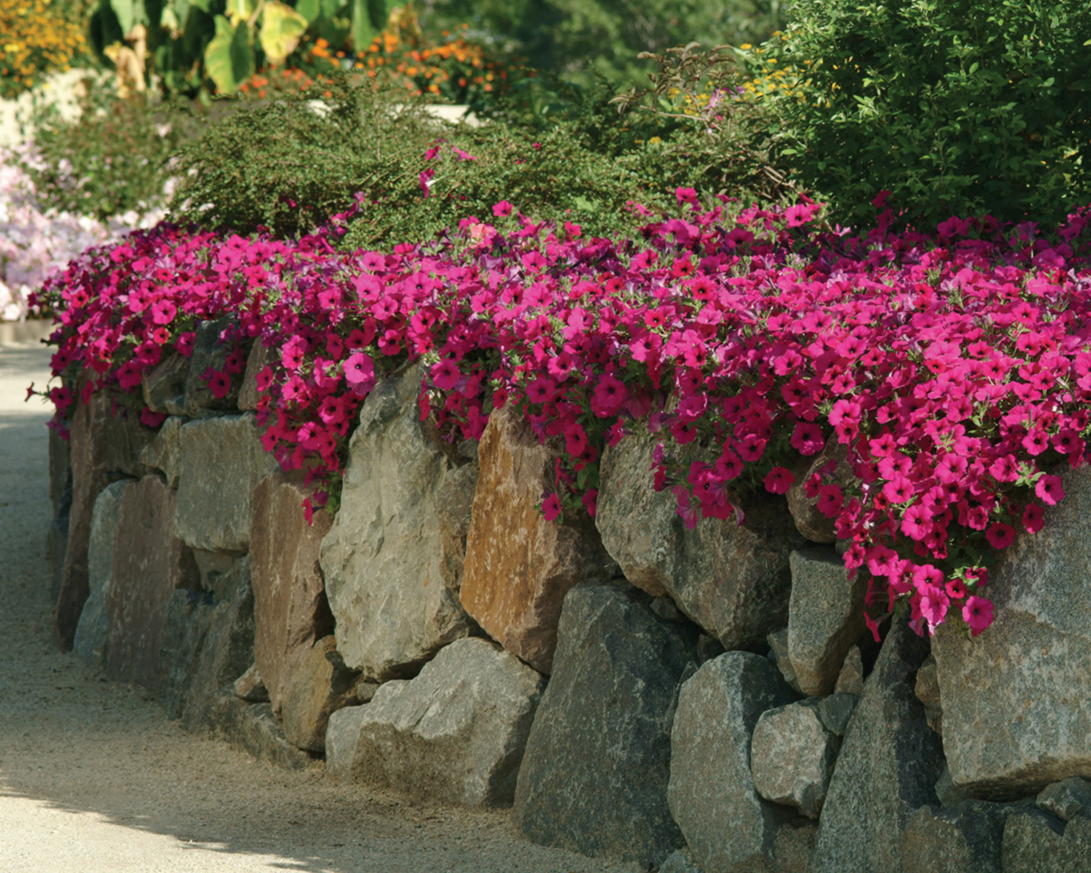 Purple Wave® Spreading Petunia Seeds - Image 5