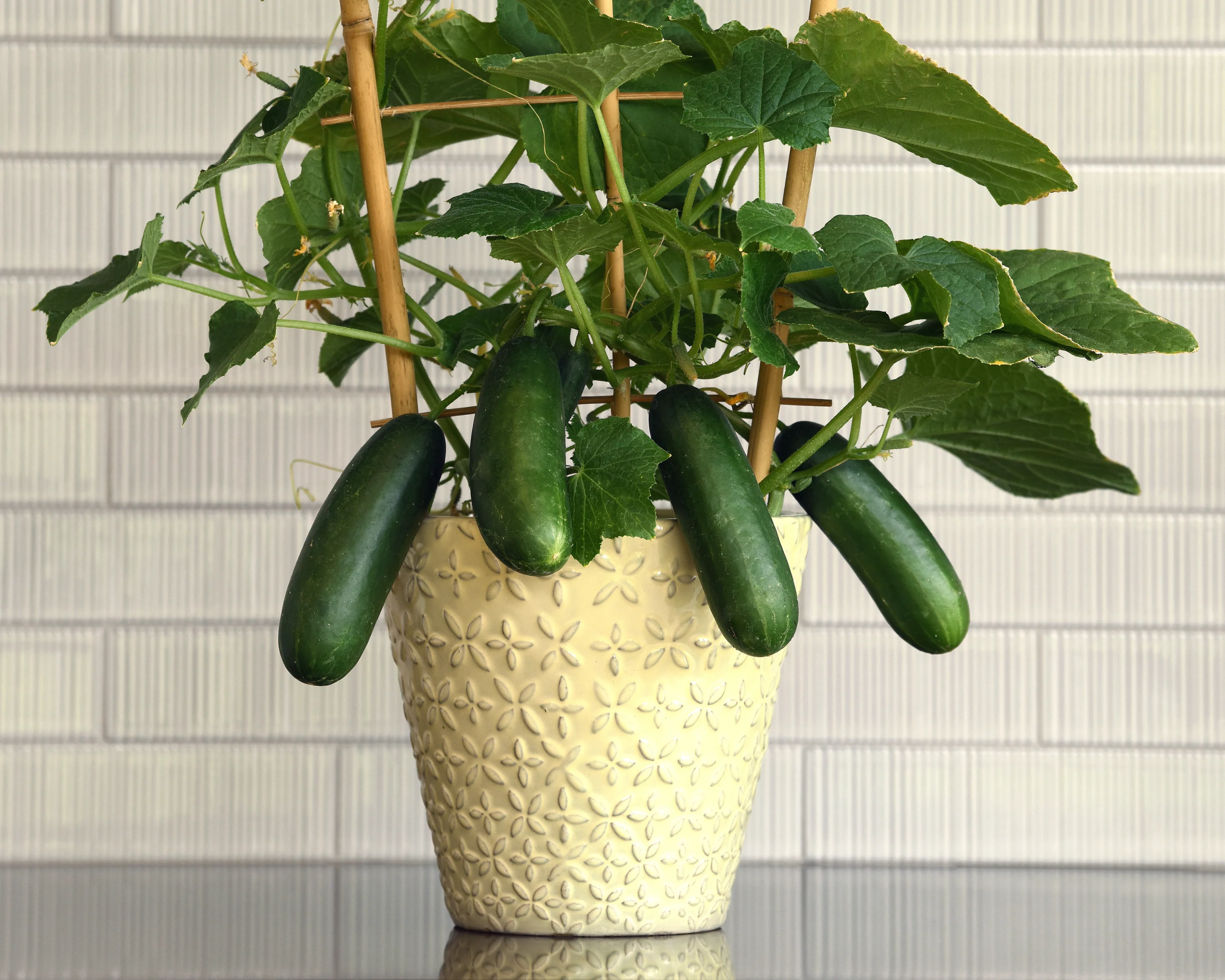 Quick Snack Hybrid Cucumber Seeds | Kitchen Minis - Image 2