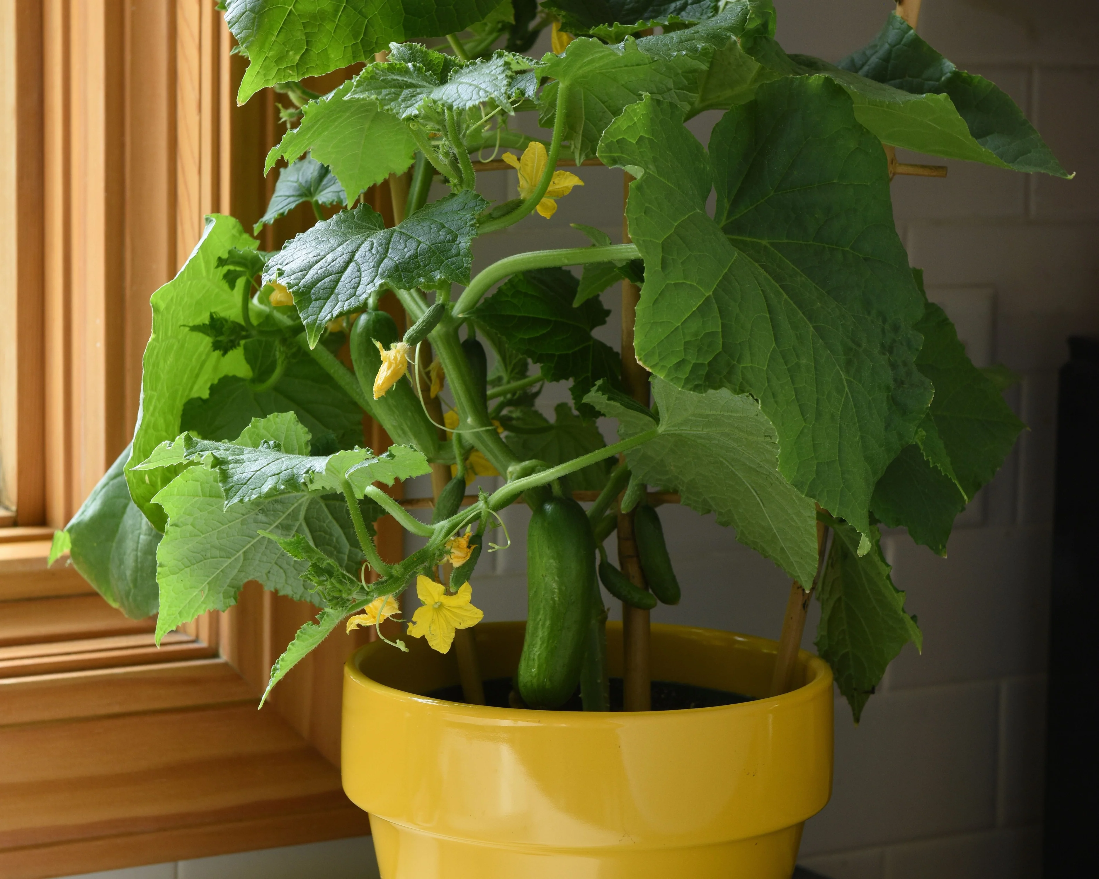 Quick Snack Hybrid Cucumber Seeds | Kitchen Minis - Image 3