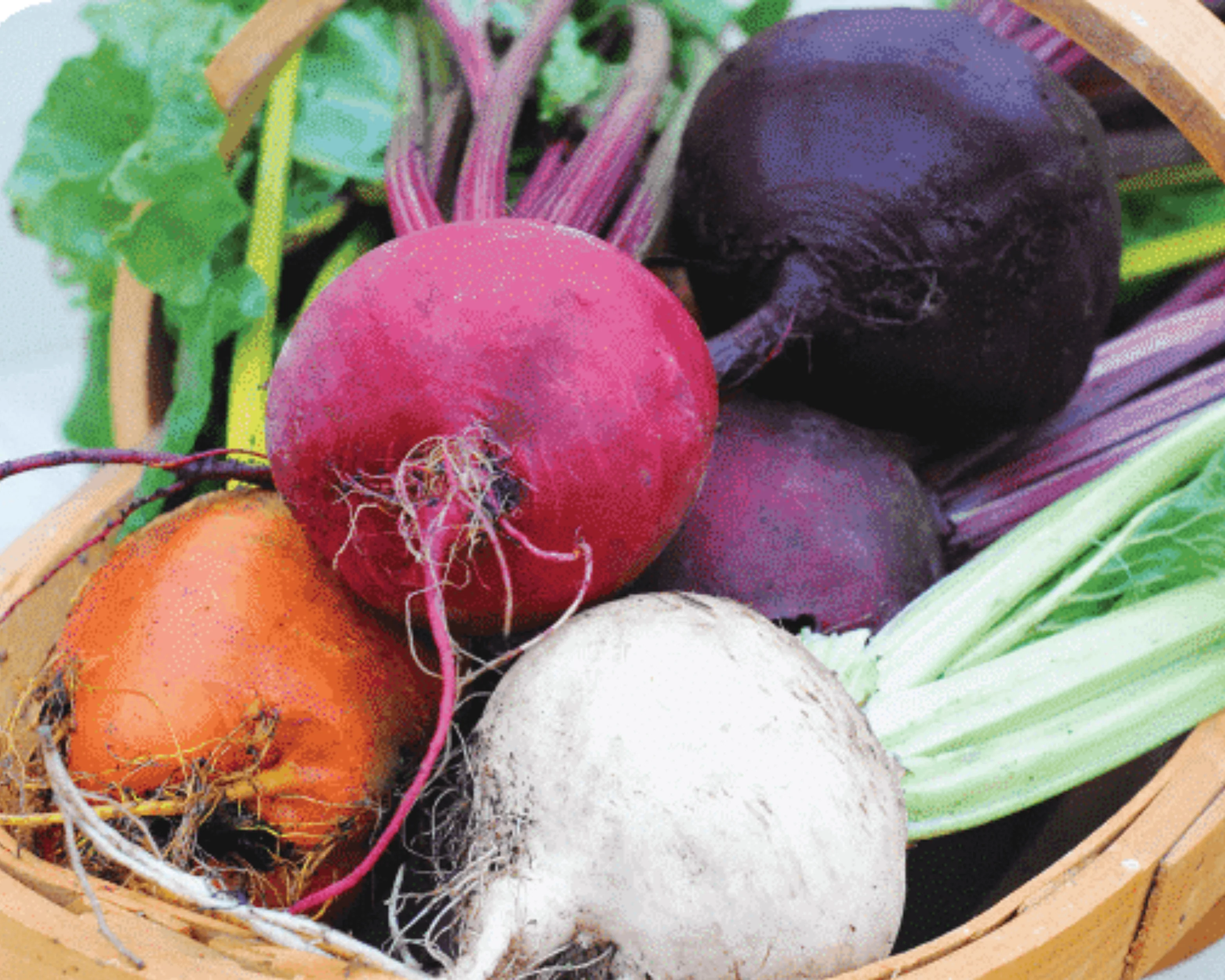 Rainbow Blend Showstopper Beet Seeds - Image 2
