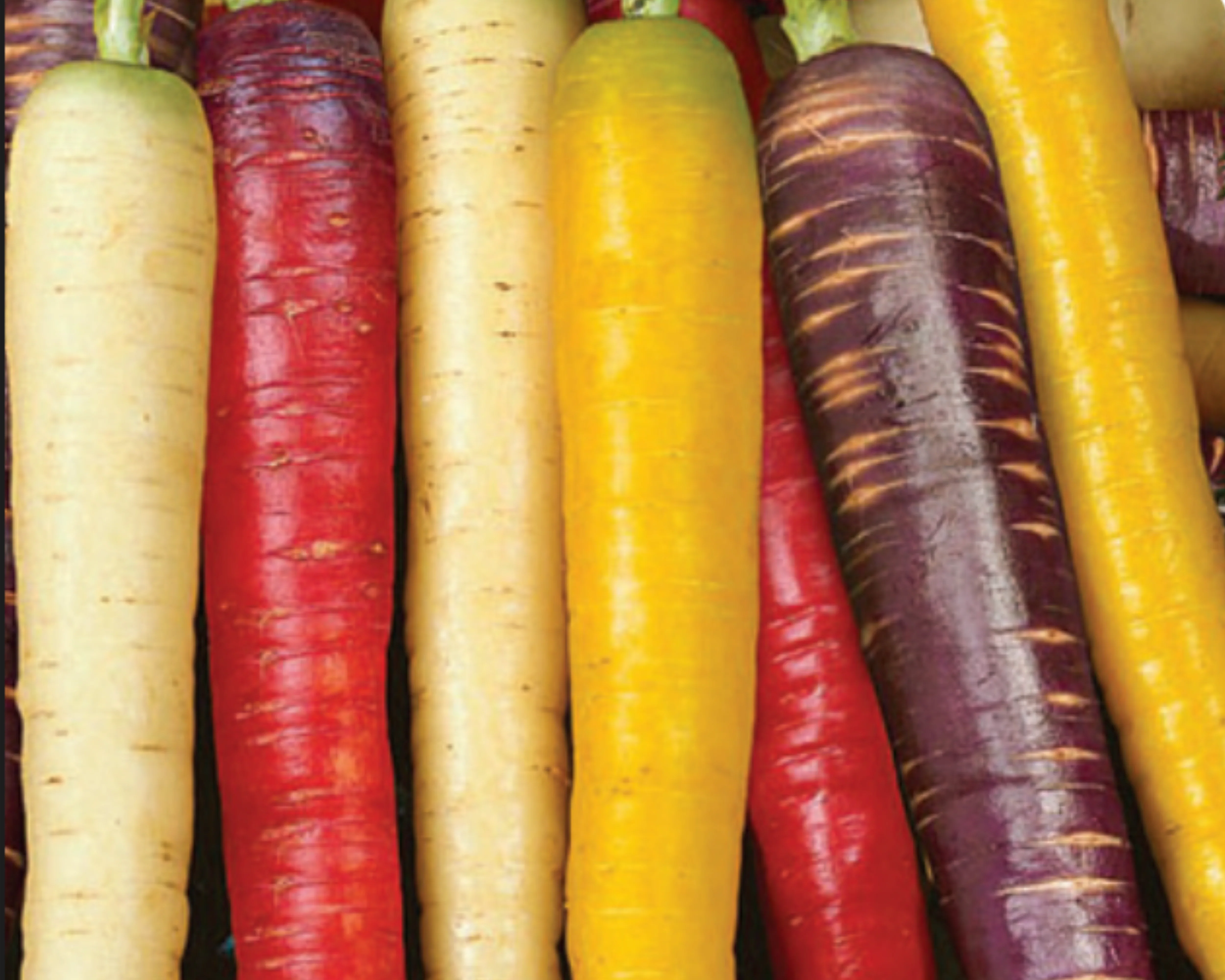 Rainbow Gourmet Mix Carrot Seeds (All 4 Colors) - Image 2