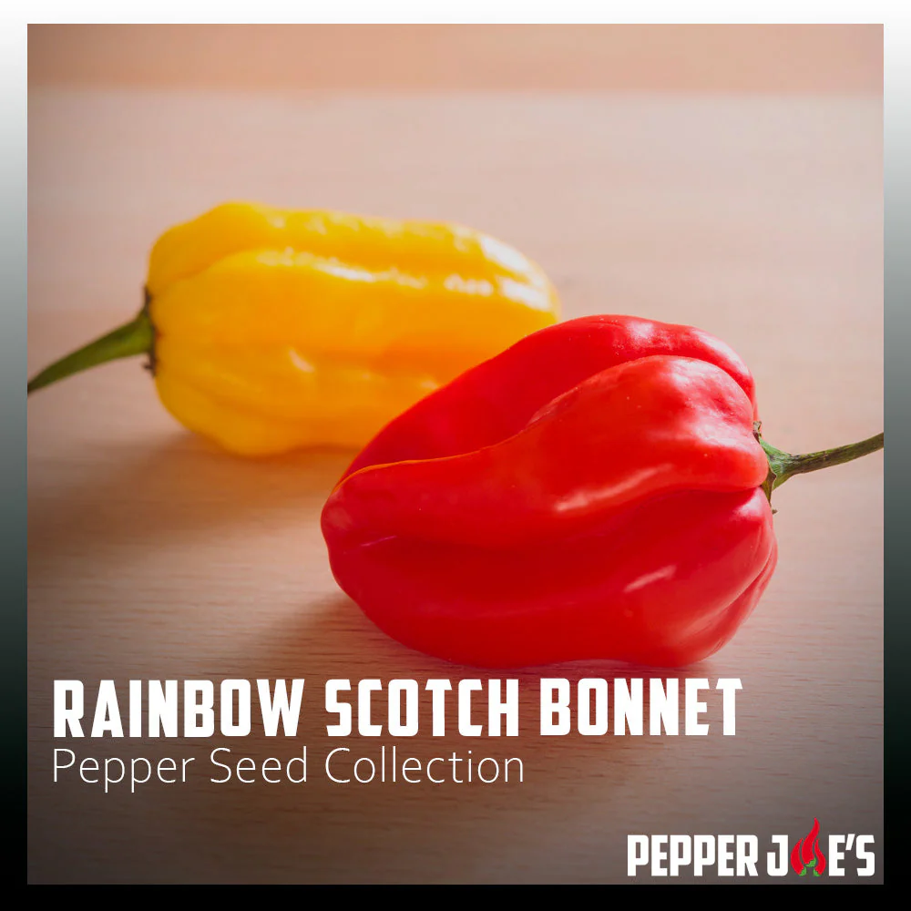 Rainbow Scotch Bonnet Pepper Seed Collection - Image 2