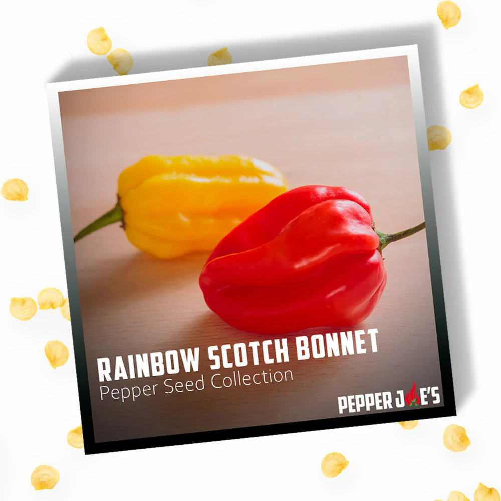 Rainbow Scotch Bonnet Pepper Seed Collection - Image 3