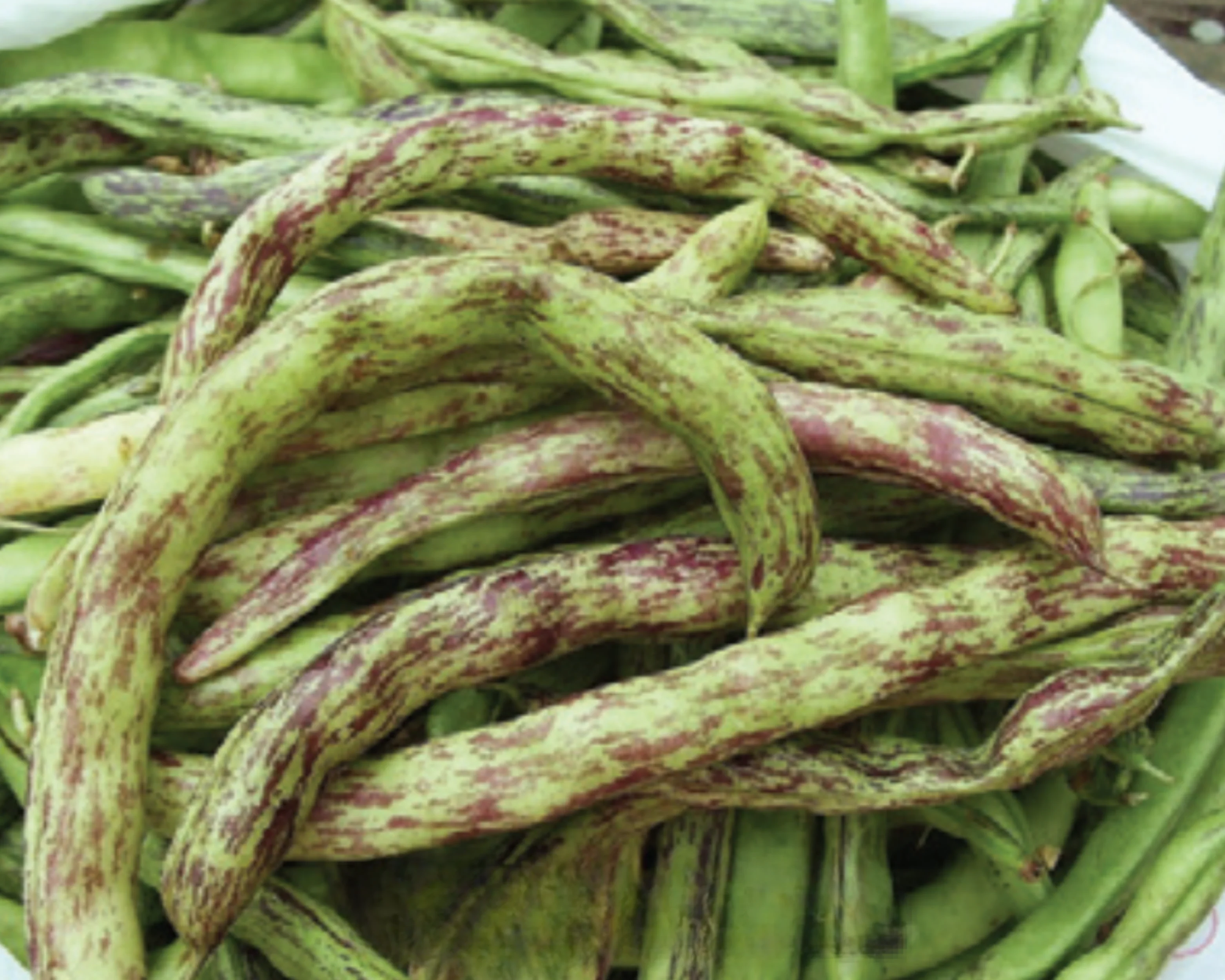 Rattlesnake Bean Seeds - Image 2
