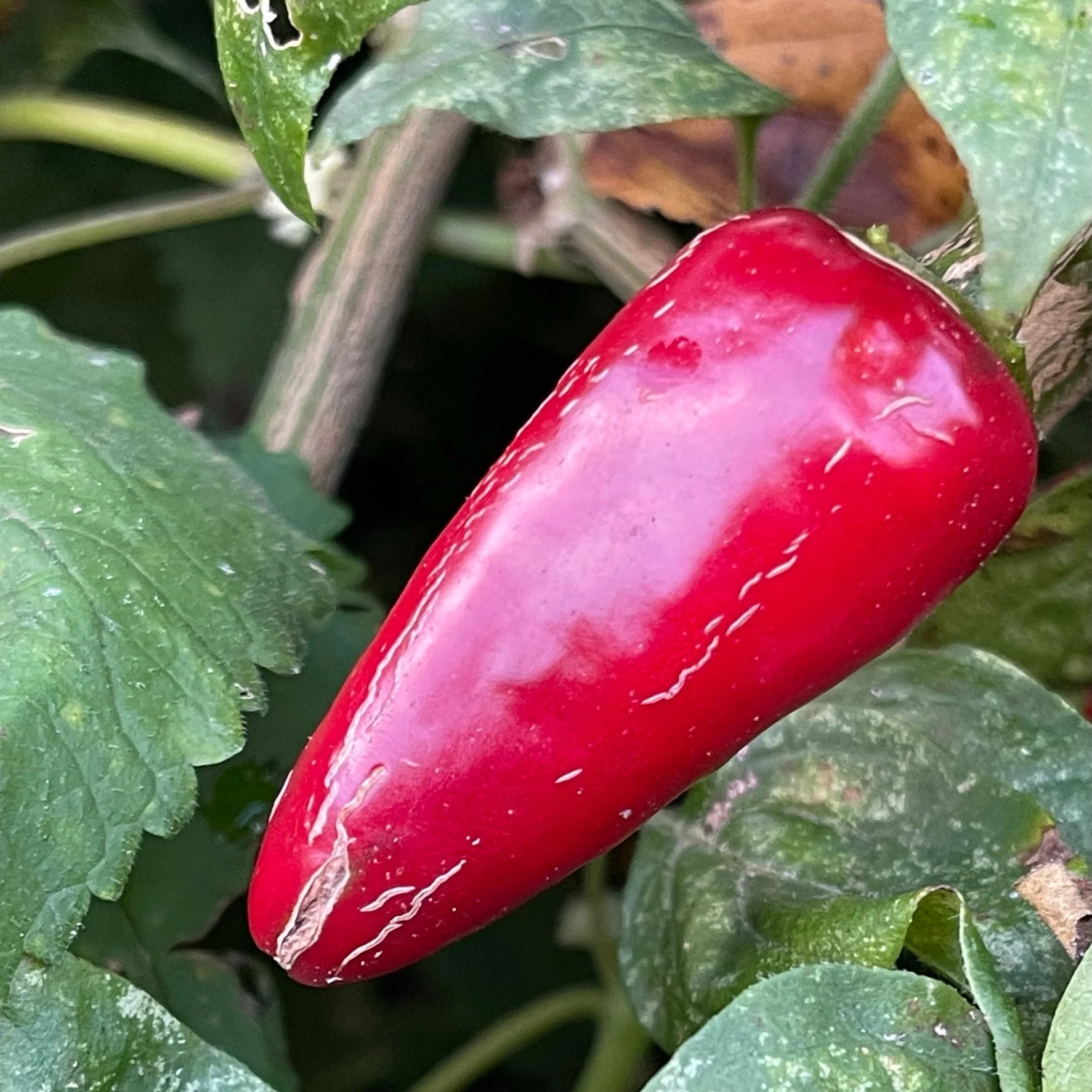 Rayados Jalapeno - Seeds - Image 2