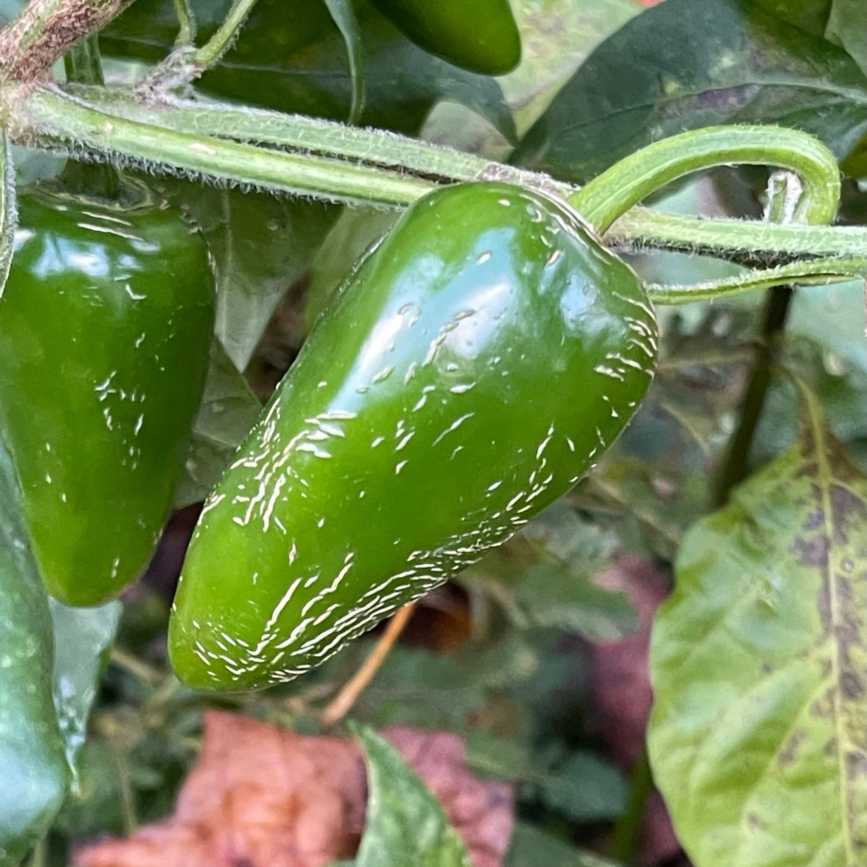 Rayados Jalapeno - Seeds - Image 3