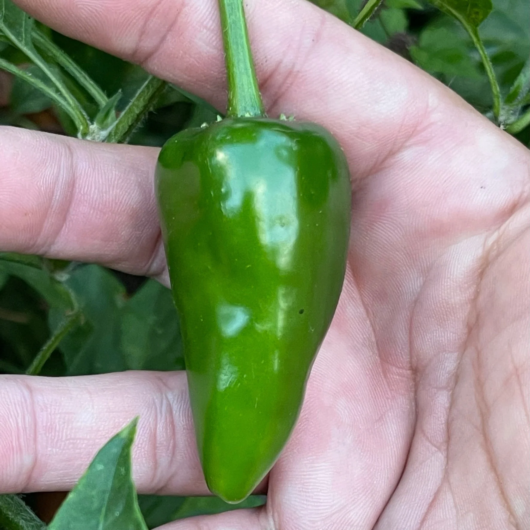Rayados Jalapeno - Seeds - Image 4