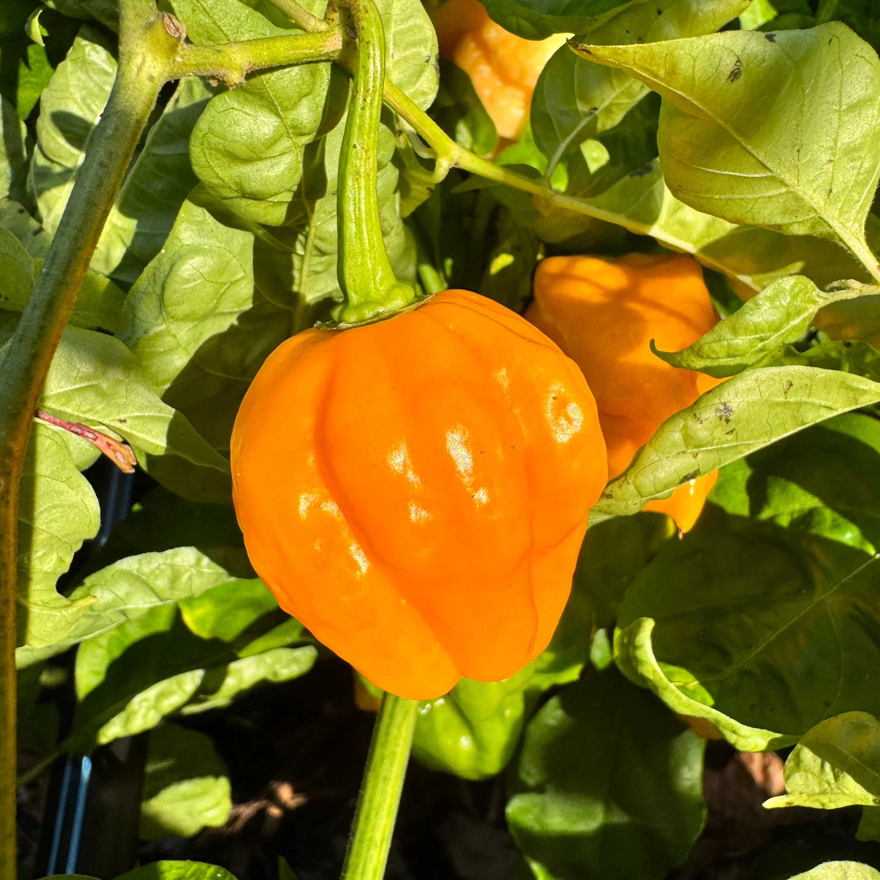 Reaper Bonnet - Seeds - Image 2